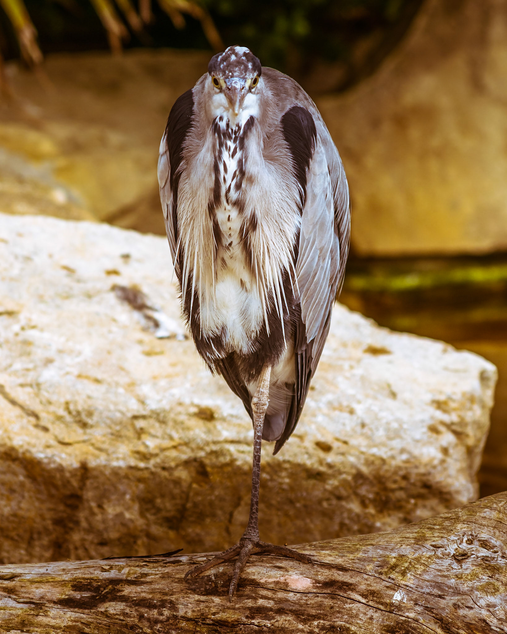 Heron