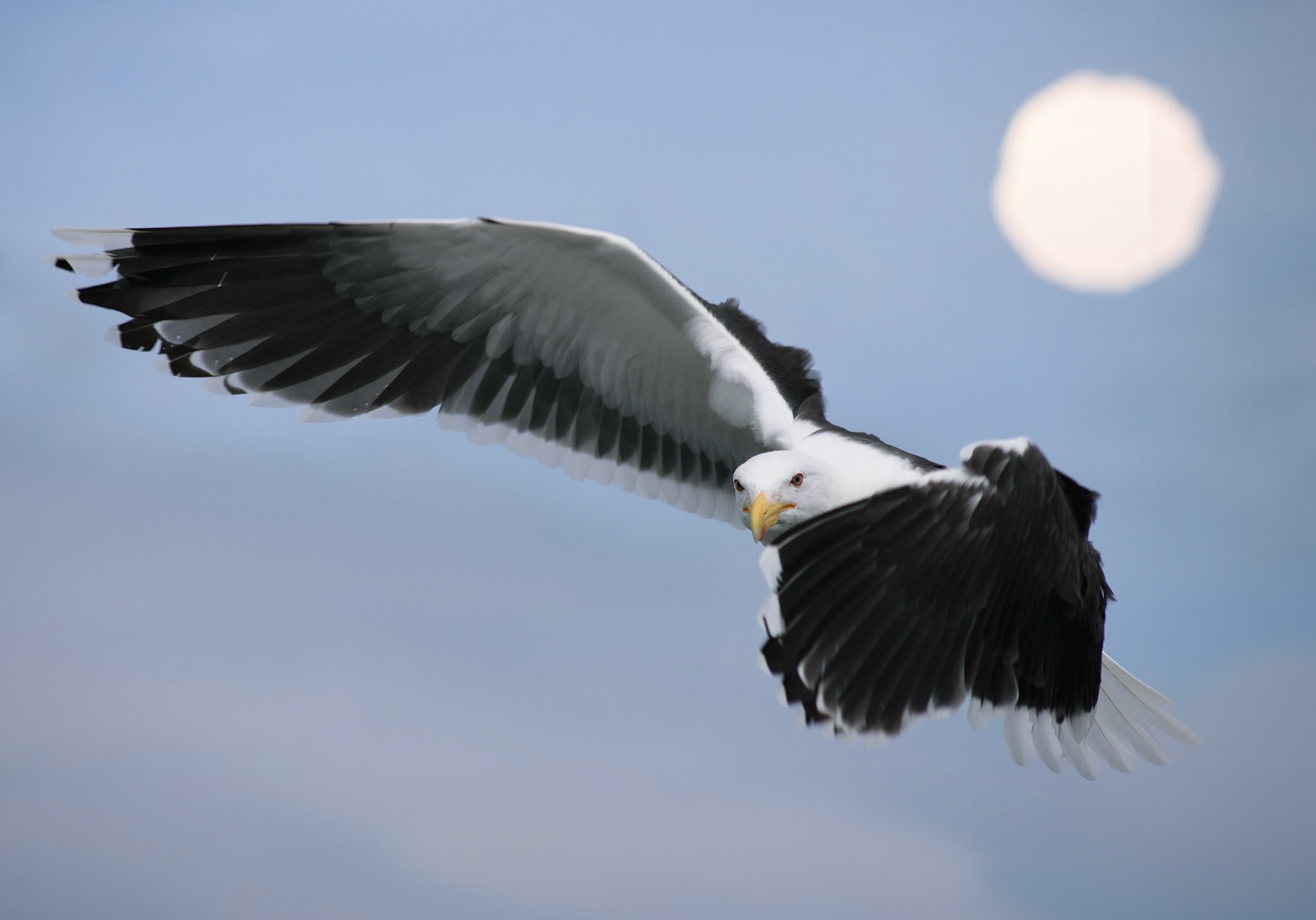 Animals Fine Art Photography