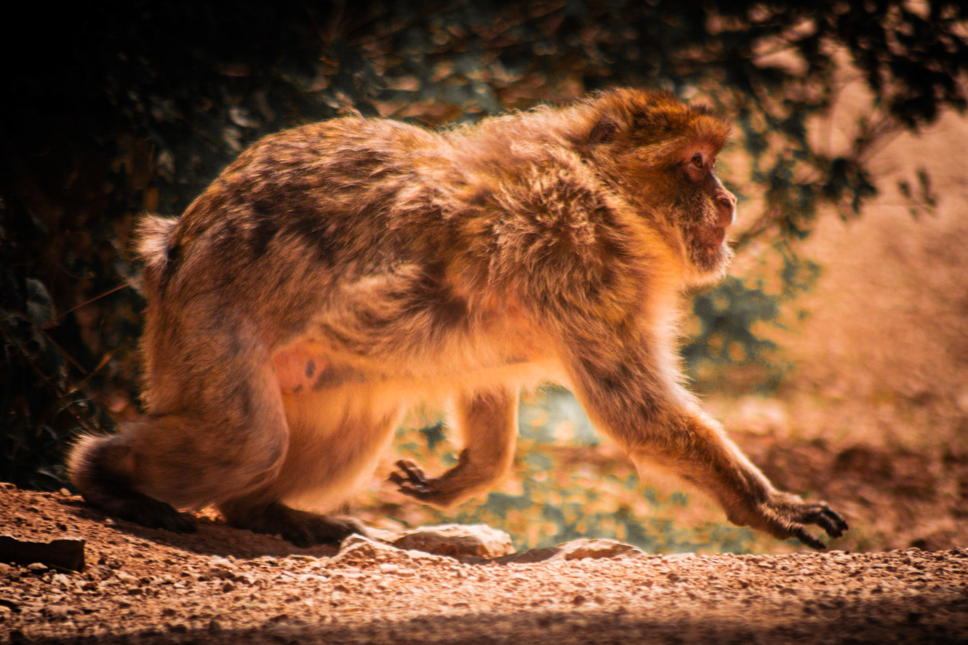 La Forêt des Singes, Rocamadour