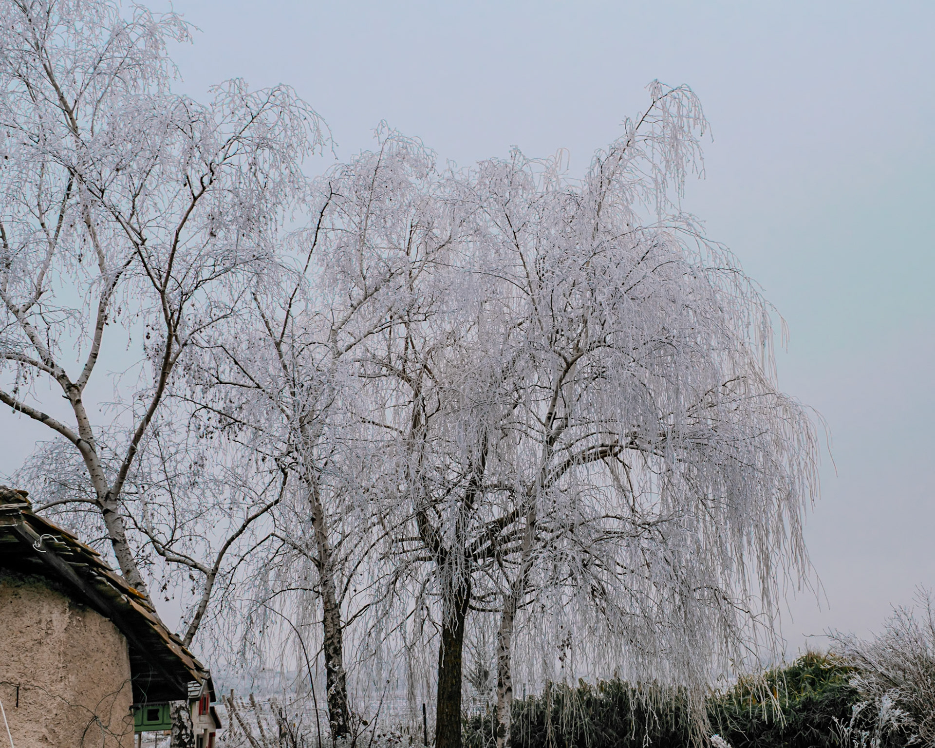 Exploring the fine art of winter in rural France—where frozen mist crystallizes on bare branches and dormant vines.