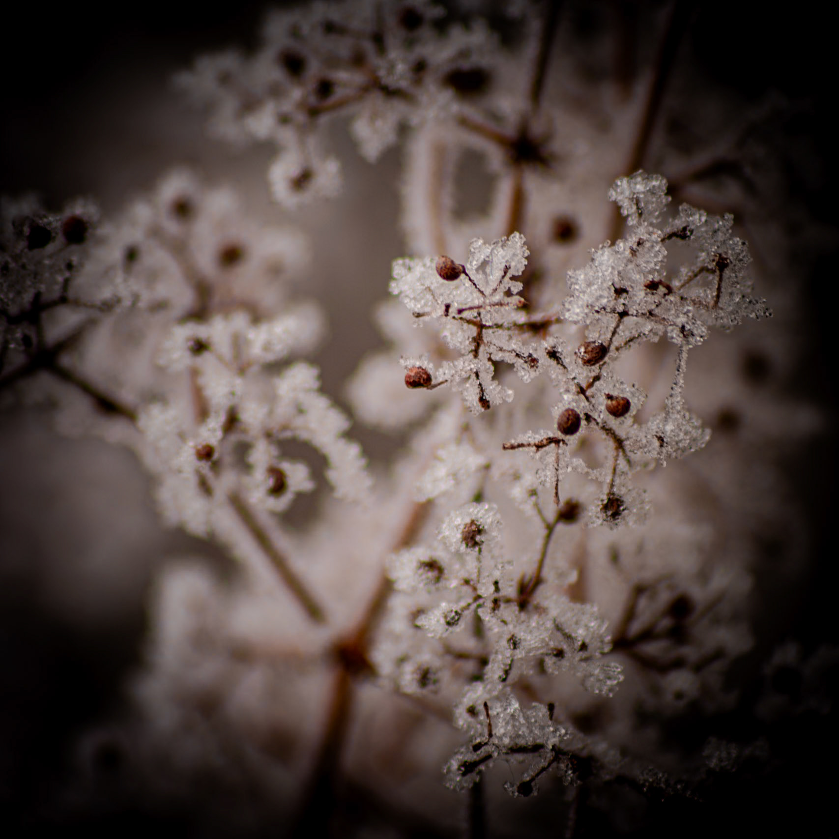 Exploring the fine art of winter in rural France—where frozen mist crystallizes on bare branches and dormant vines.