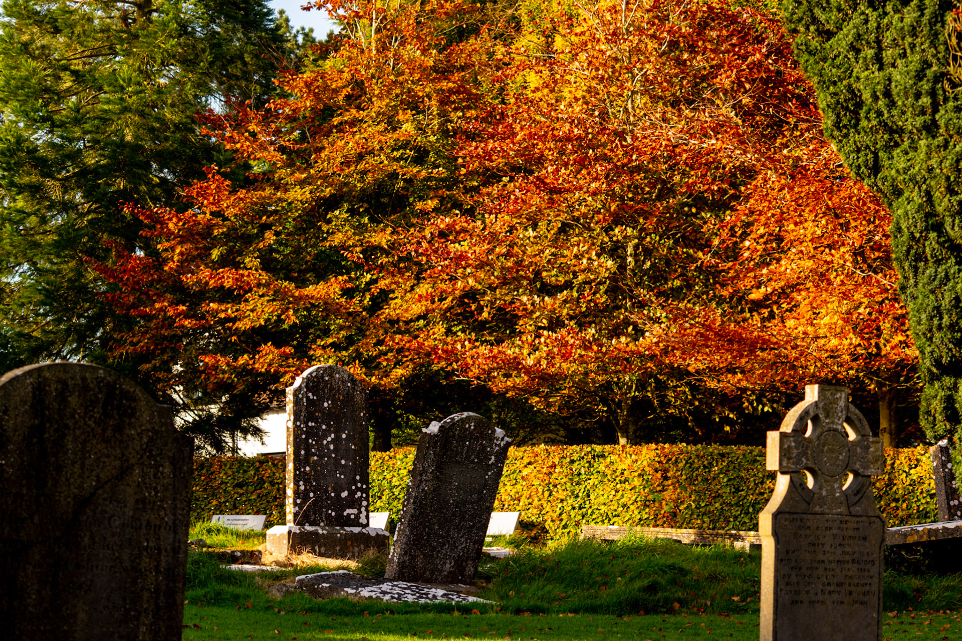 Documenting the peaceful estate grounds of the Irish National Stud, where world-class equine heritage meets the rolling green landscapes of Ireland's horse country.