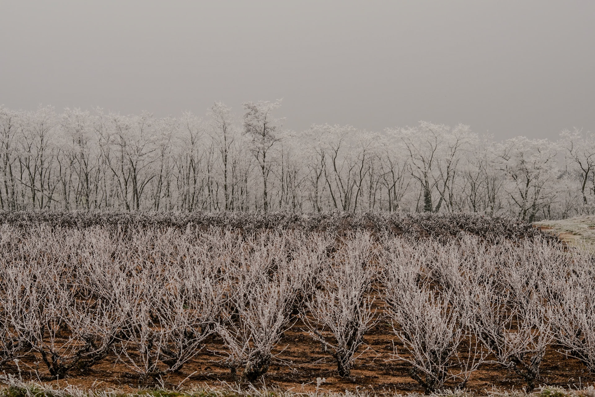 Exploring the fine art of winter in rural France—where frozen mist crystallizes on bare branches and dormant vines.