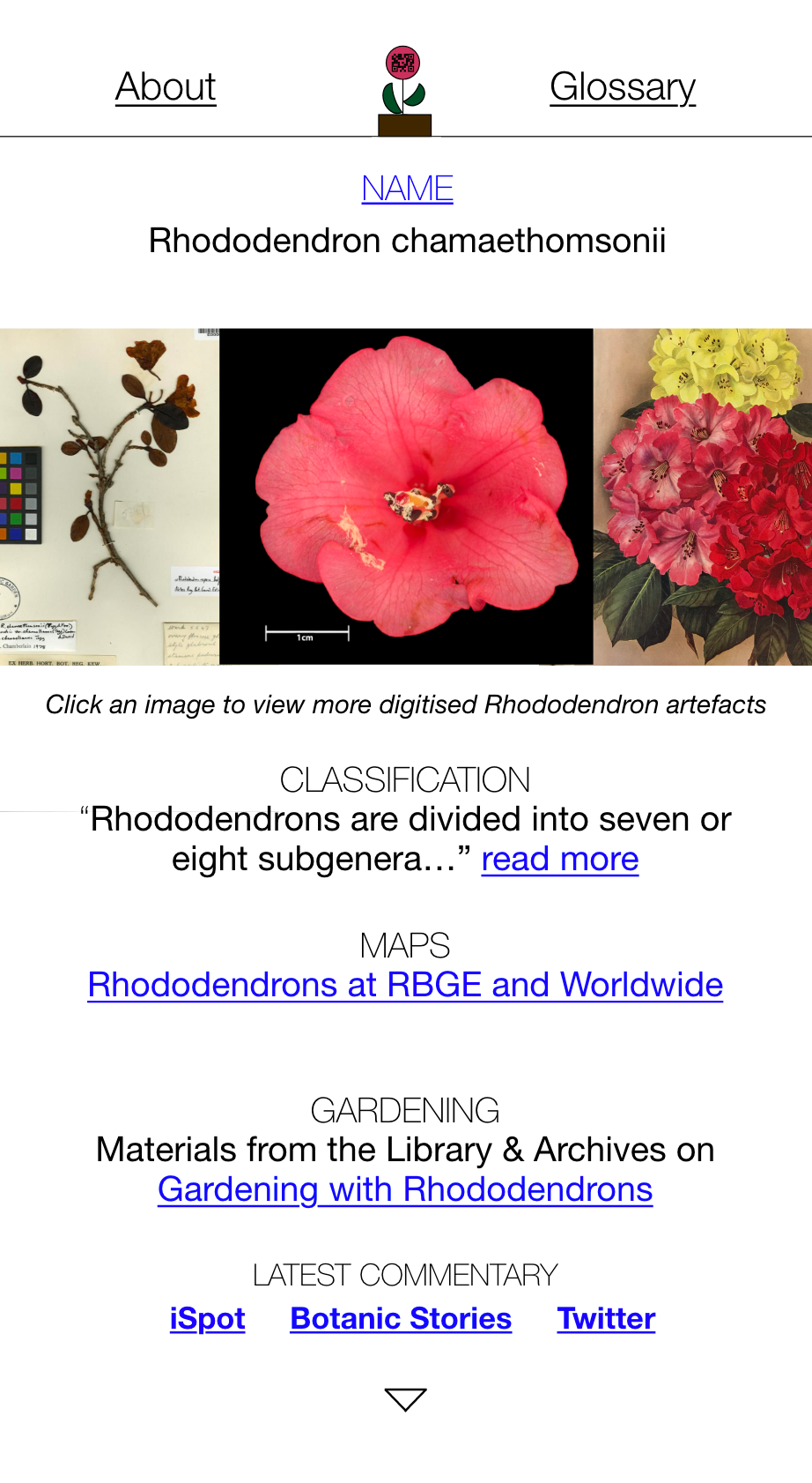 Digital Interface: centralizing items about a plant from several collections at the Garden