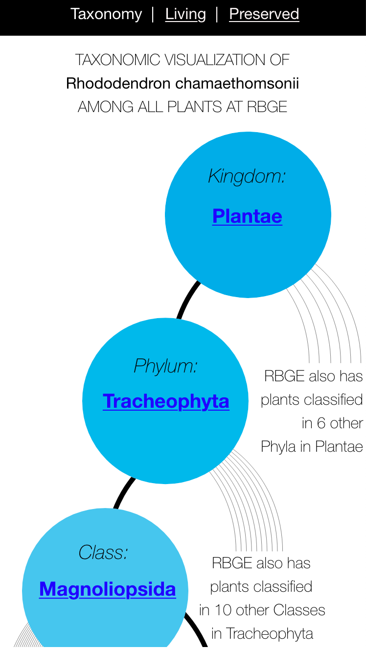 Digital Interface: data visualization of a plant's taxonomic classification