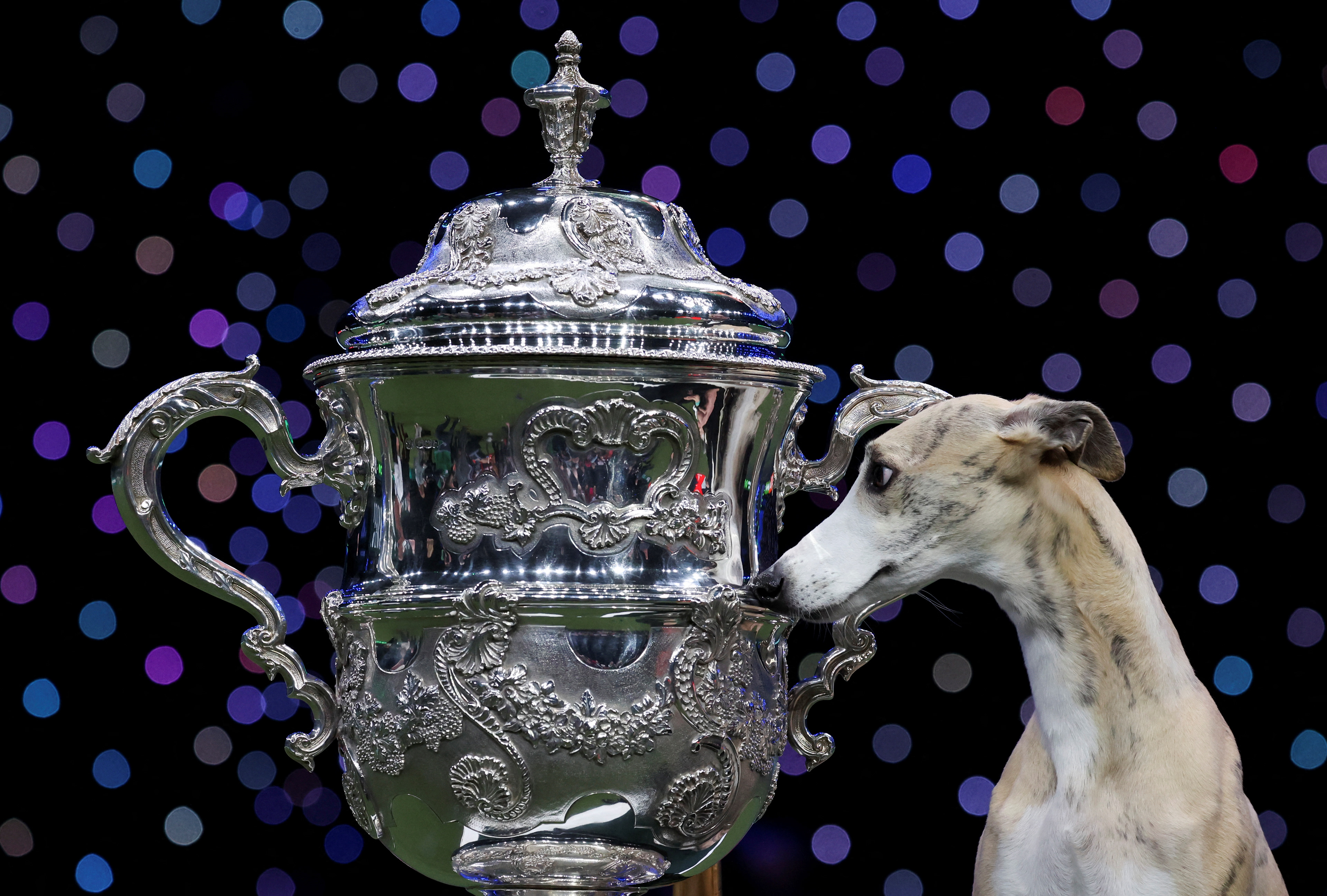 CRUFTS 2025