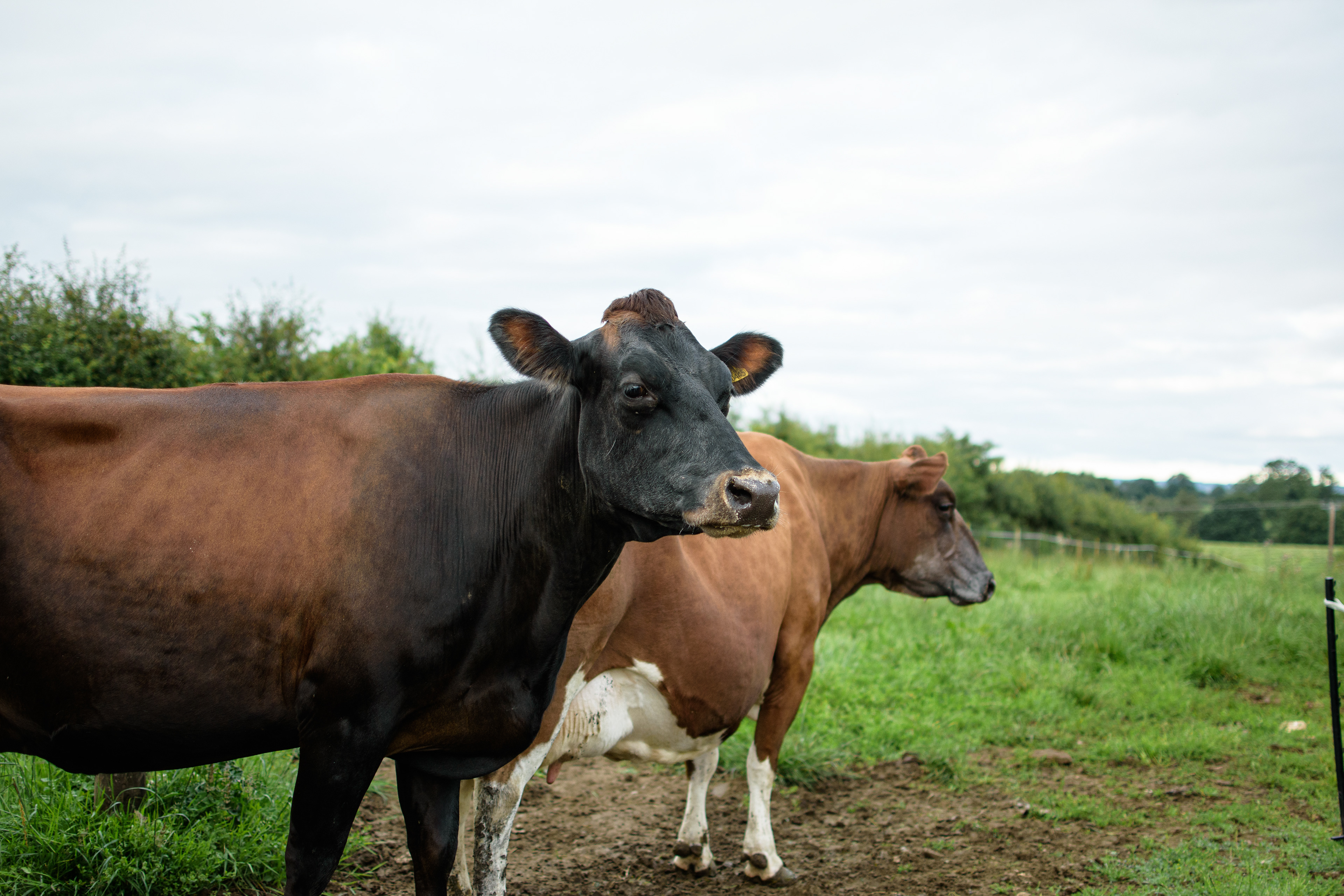 peace & hell heaviness