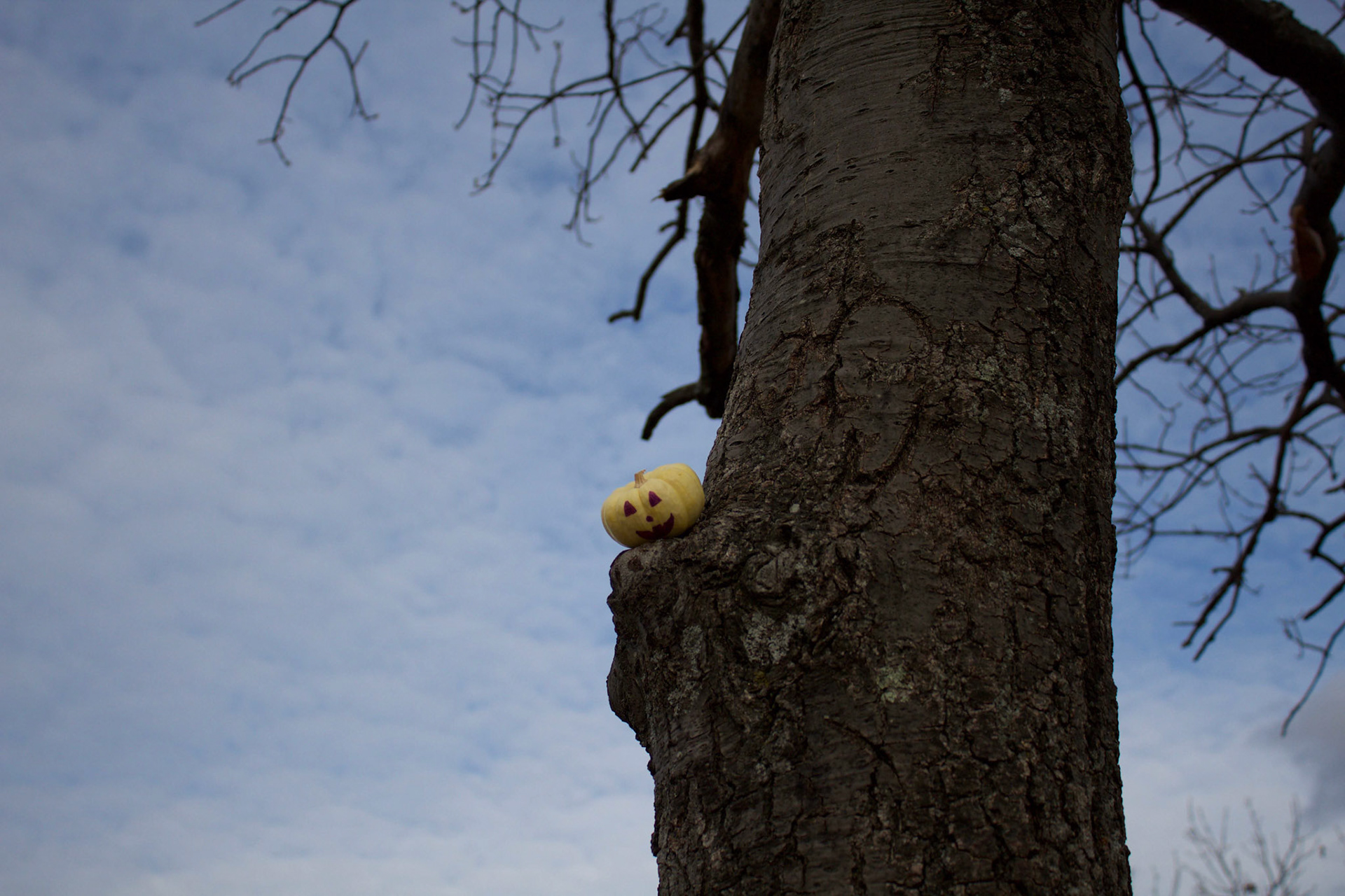 Adventure of Paul the Pumpkin 2