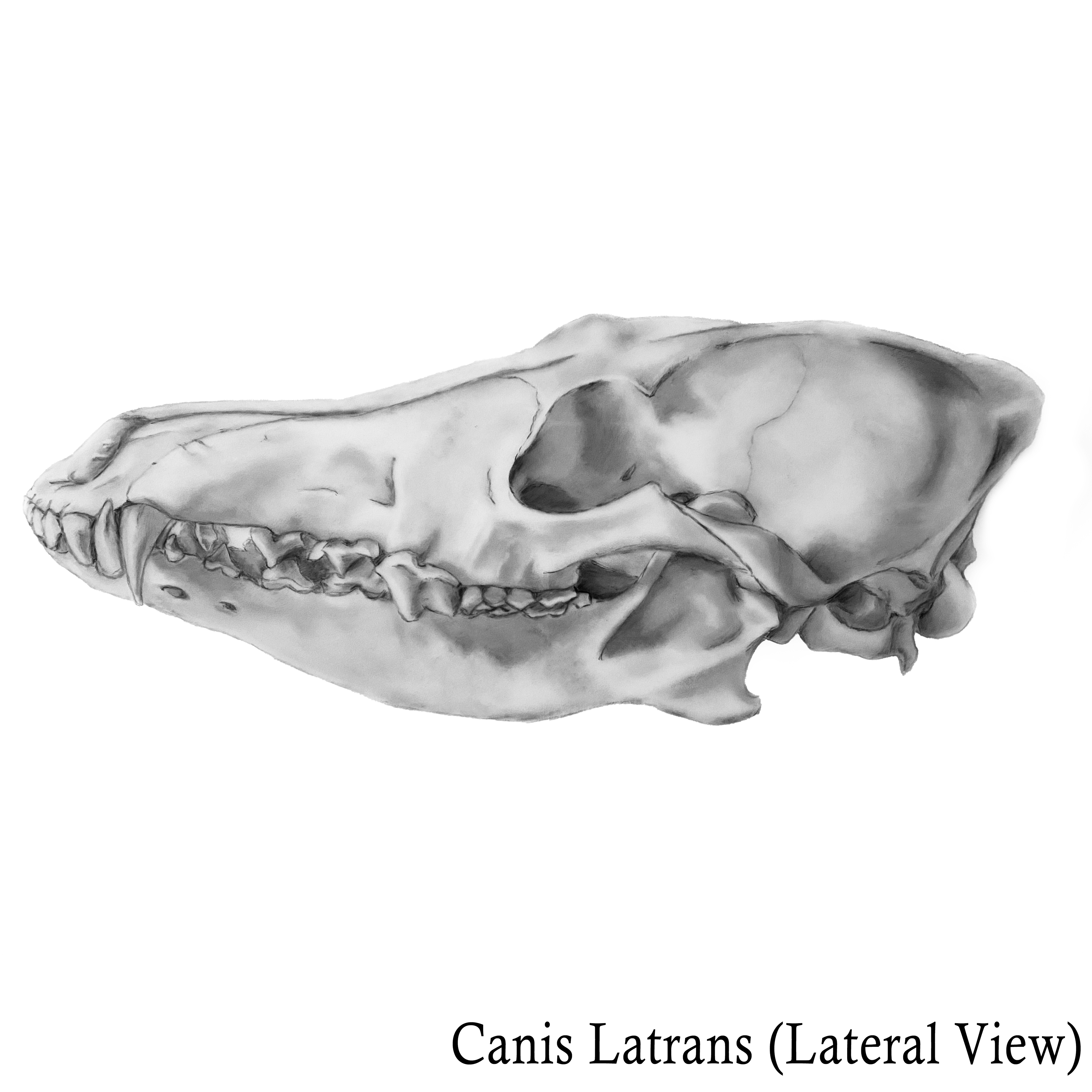 Coyote Skull Lateral View (Carbon Dust)