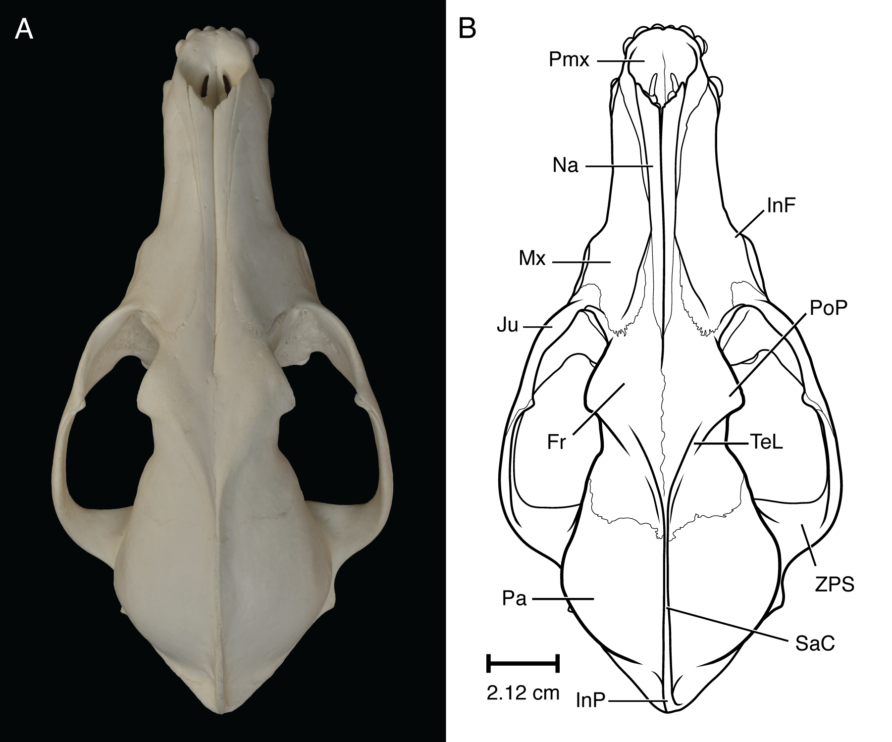 Coyote Skull Dorsal Figure (Illustrator)