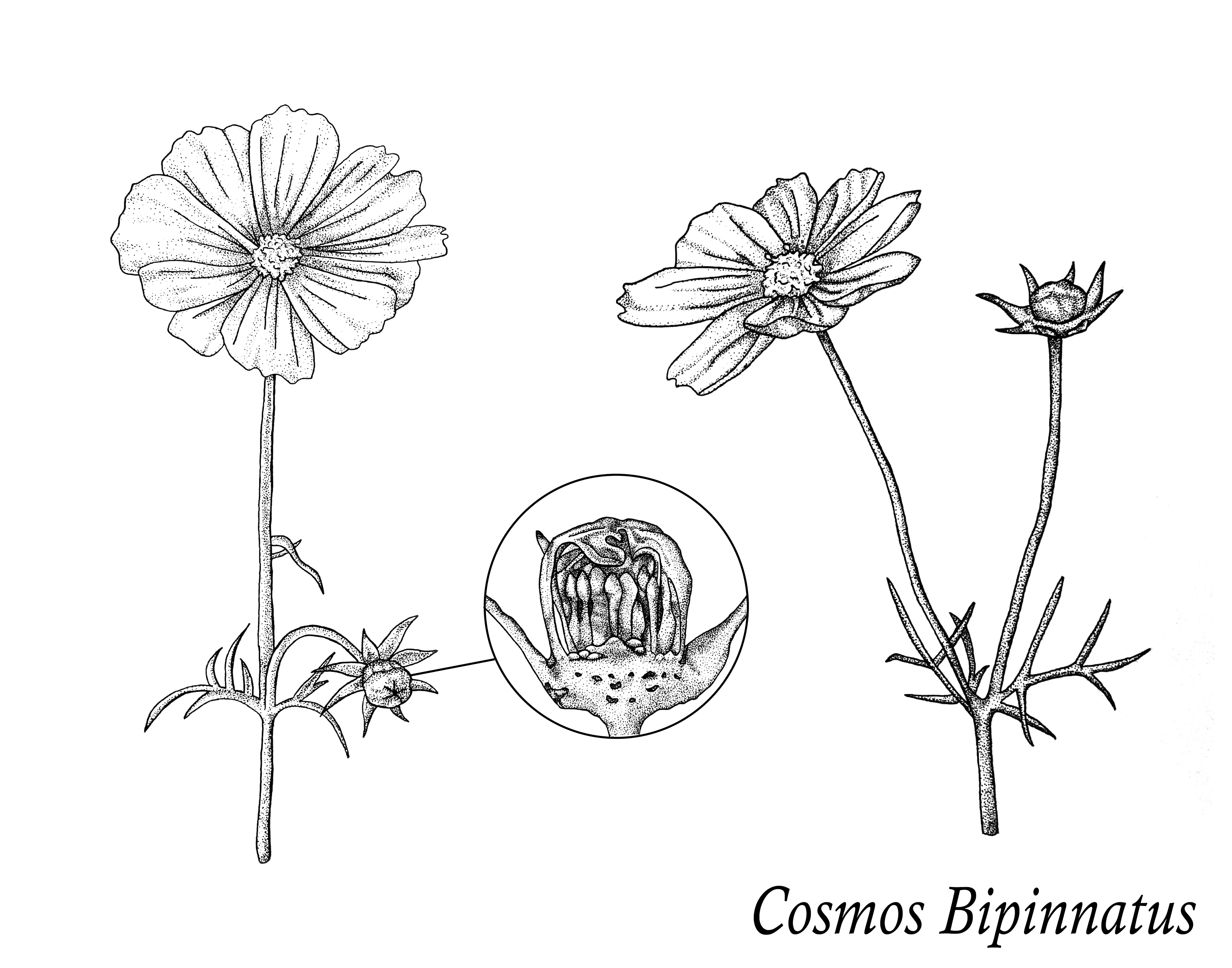 Botanical Illustration (Pen and Ink)
