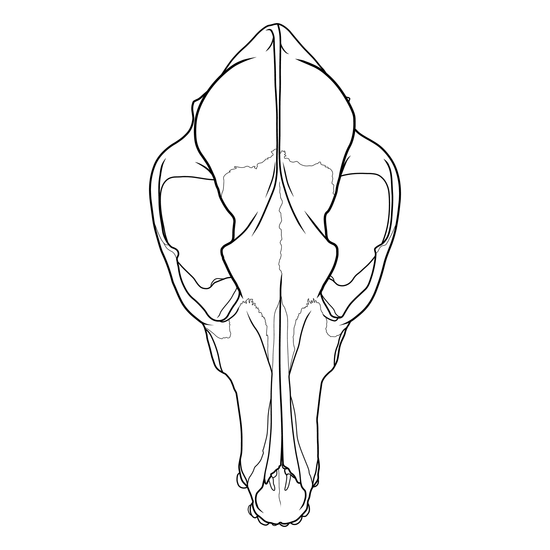 Coyote Skull Illustration