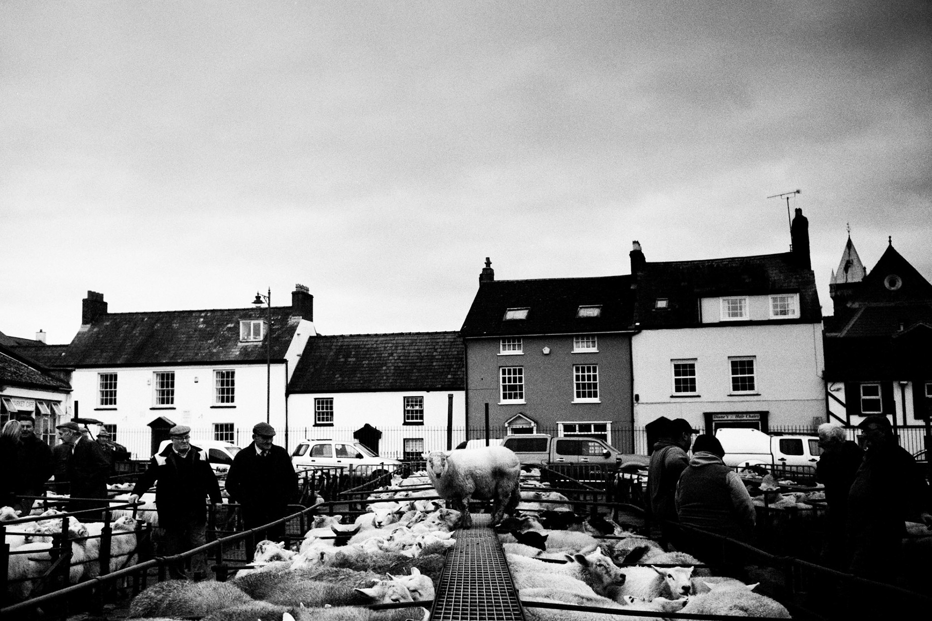 Occasionally livestock would jump up onto the runway used by the auctioneers. This one was soon returned to its pen. Abergavenny Livestock Market, December 2013.