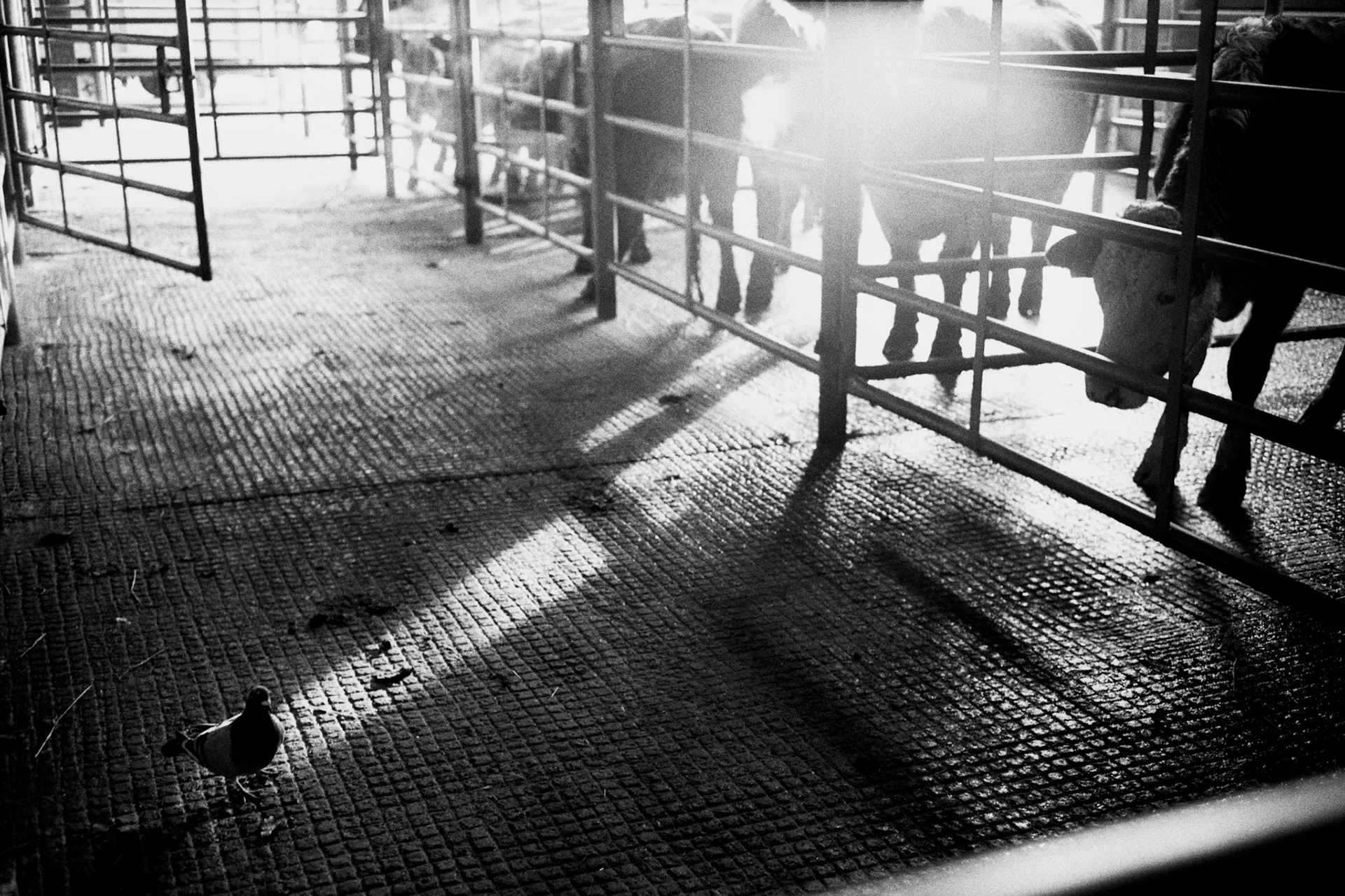 A caged cow waiting to be auctioned stares at pigeon. Last day, Abergavenny Livestock Market, 11th December 2013.