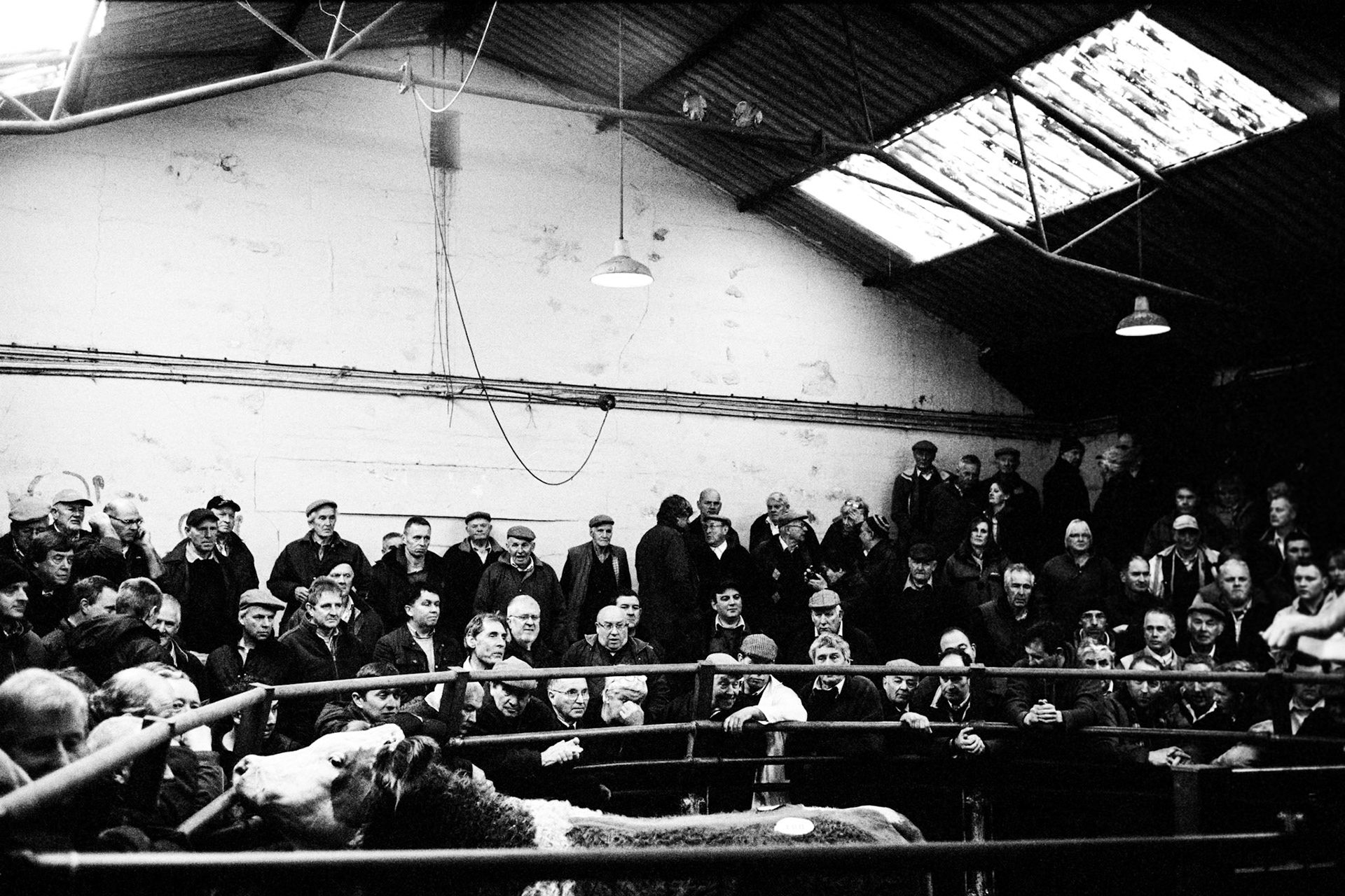 Livestock sniffing a potential buyer. Abergavenny Livestock Market, December 2013.