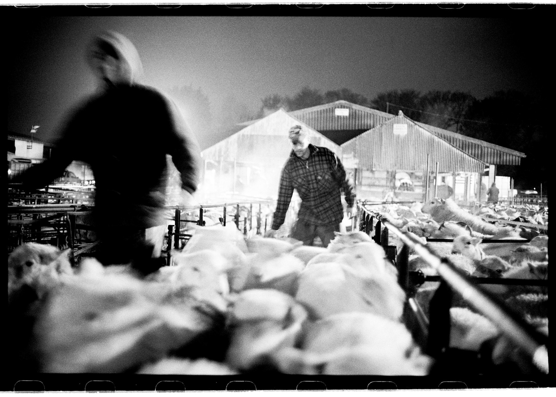 Abergavenny Livestock Market.