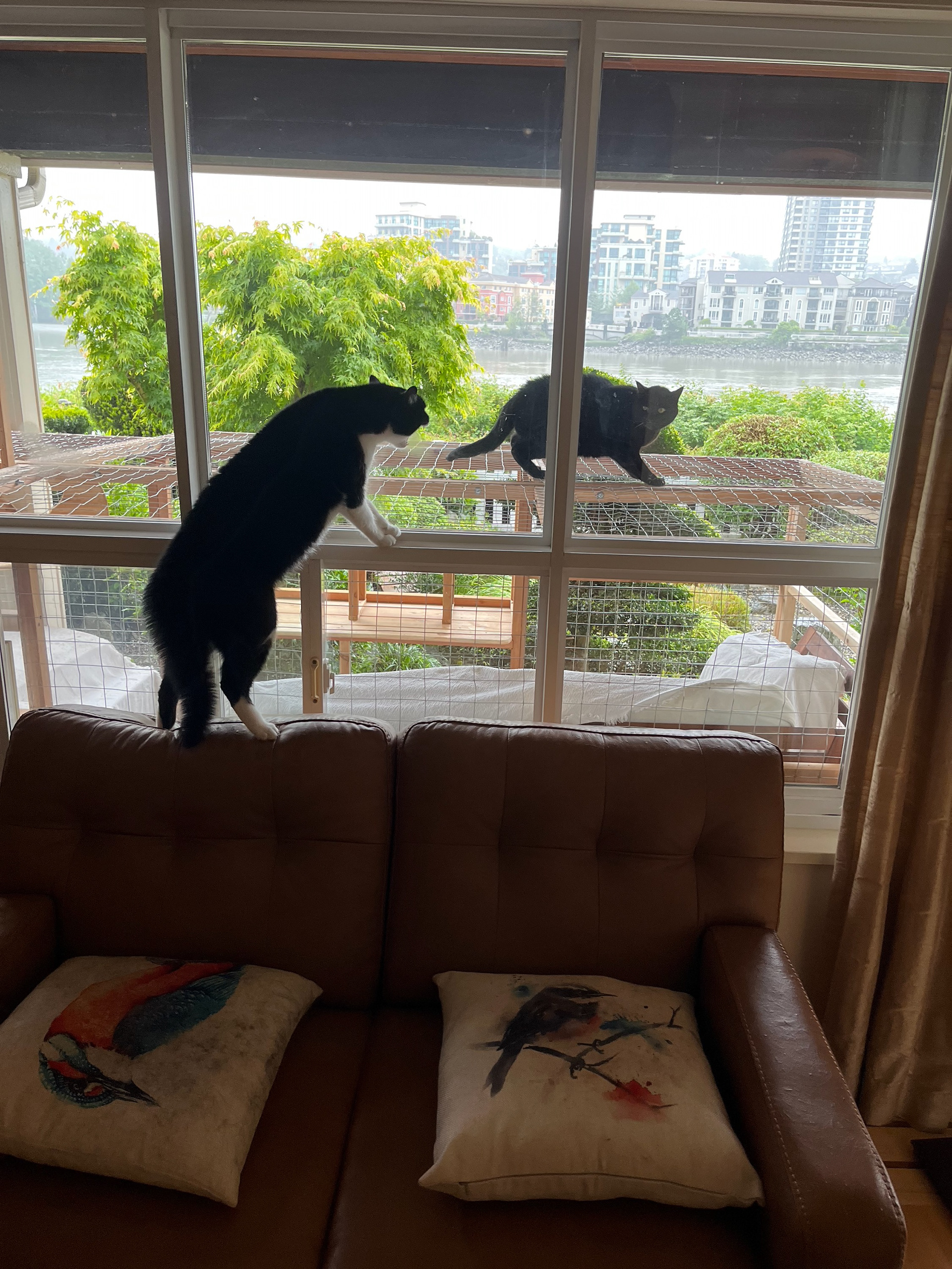 Nosy neighbour.