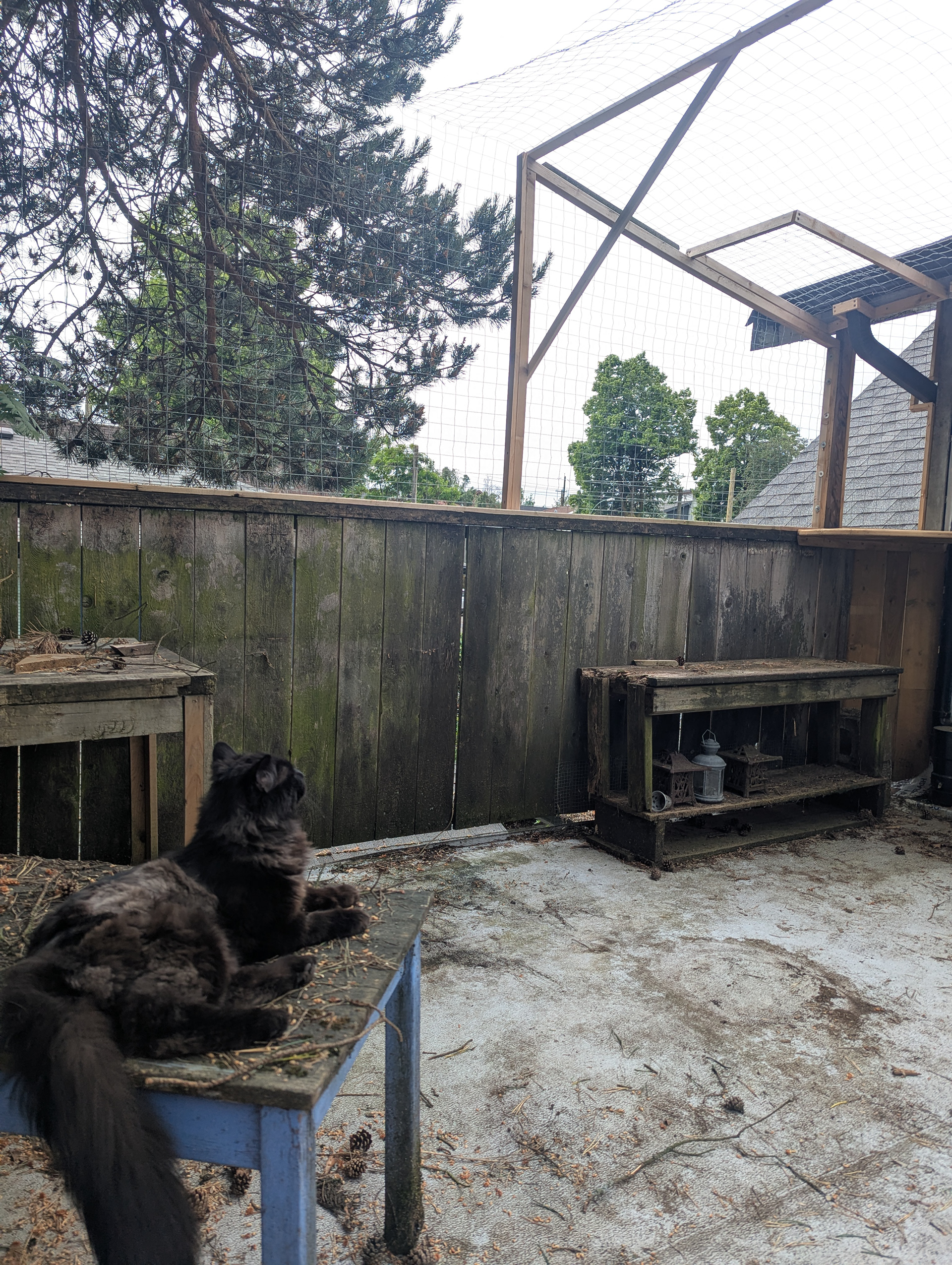 Glen was allowed in this catio and immediately began to challenge the existing baffles, which he found insufficiently baffling.