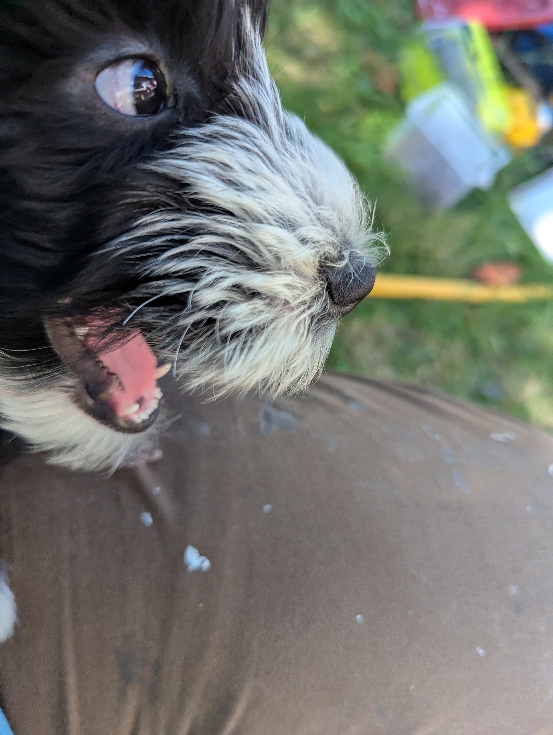 I may have the opportunity before long to build my first dogio, for Eddie, the puppiest puppy what ever done puppied.