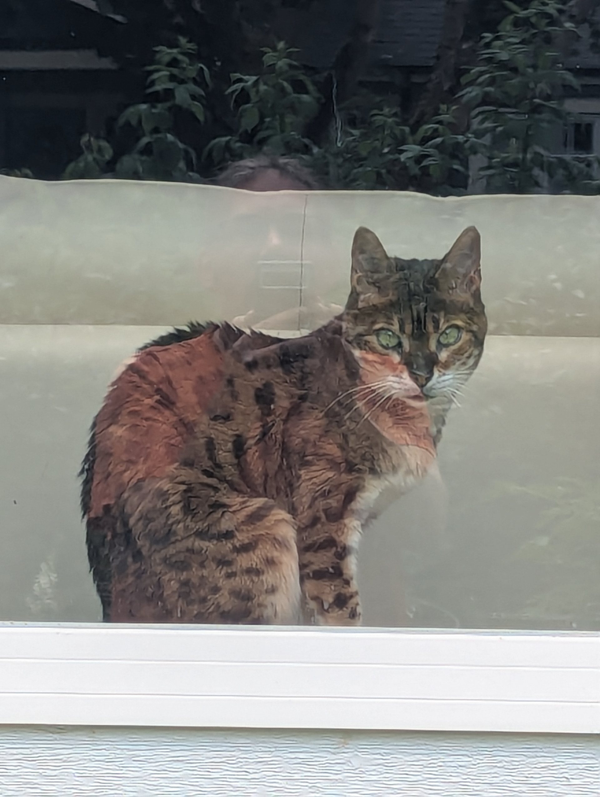 Beautiful Gypsy in her front window wondering just what I'm up to in her yard.