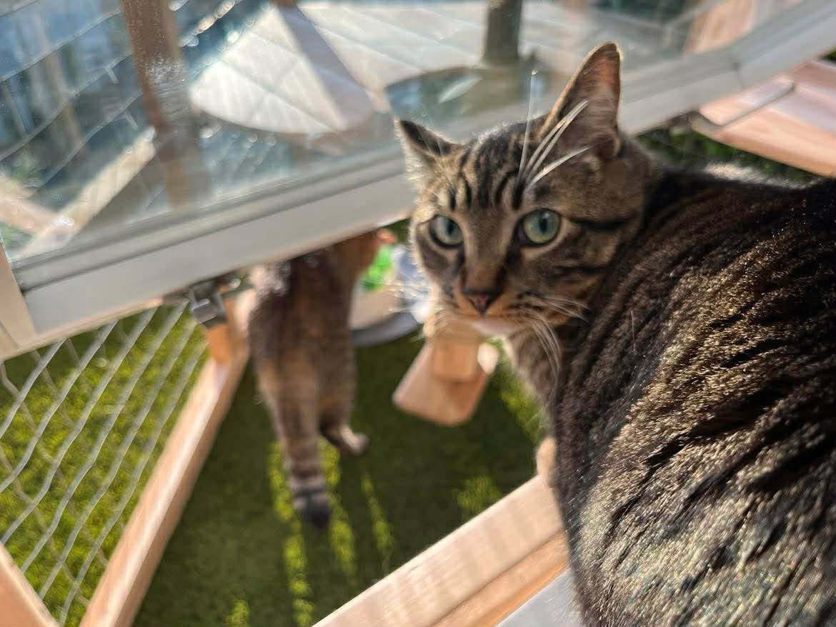 You mean I'm allowed to go out there?