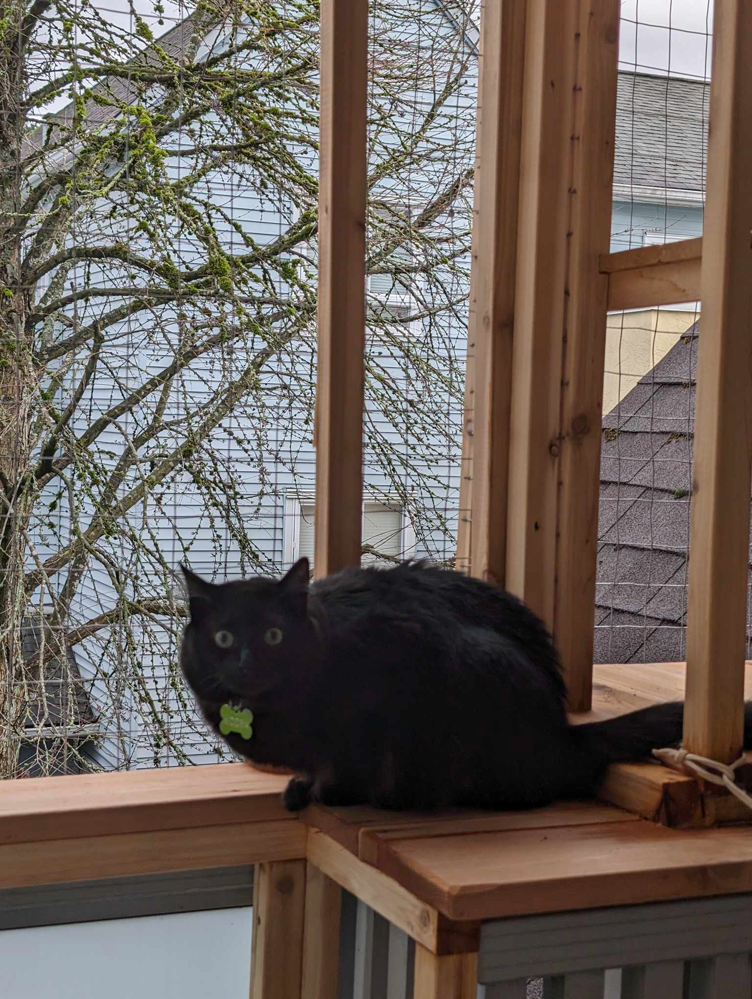 JayKwellen has wide eyes all the time, but especially now that she can see birds.