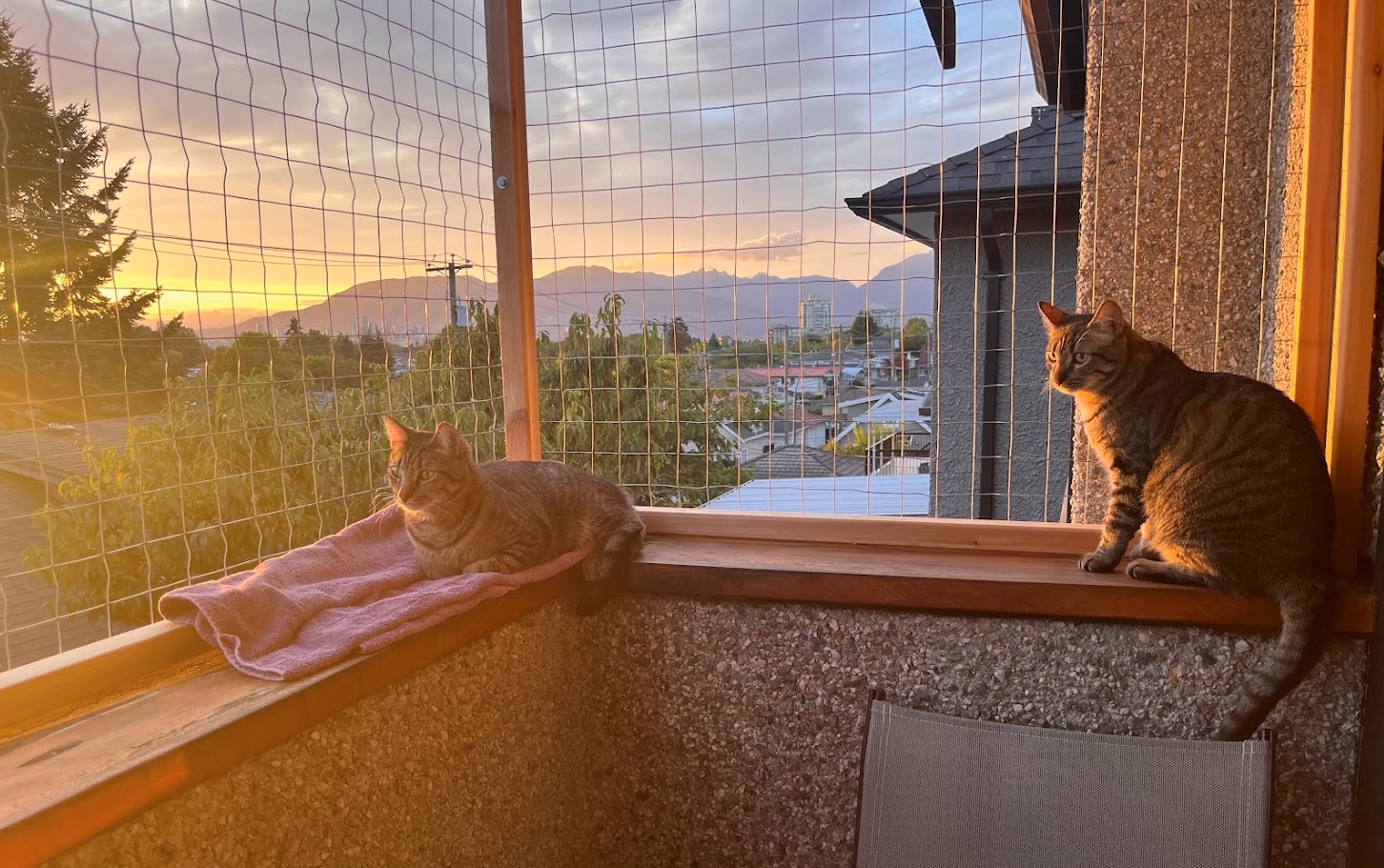Golden hour, grey tabbies.
