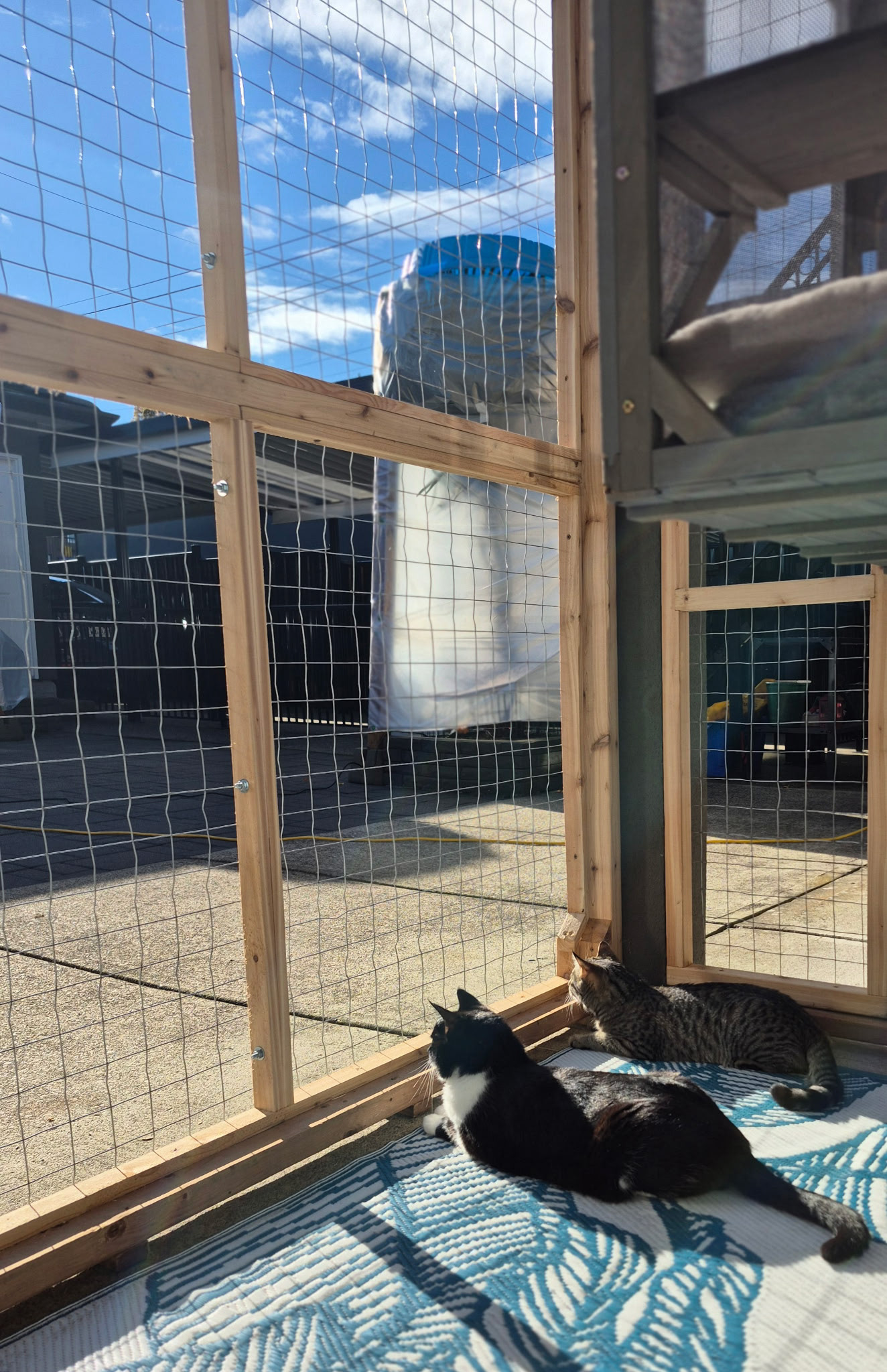 Pippa and Momo were happy...and then....