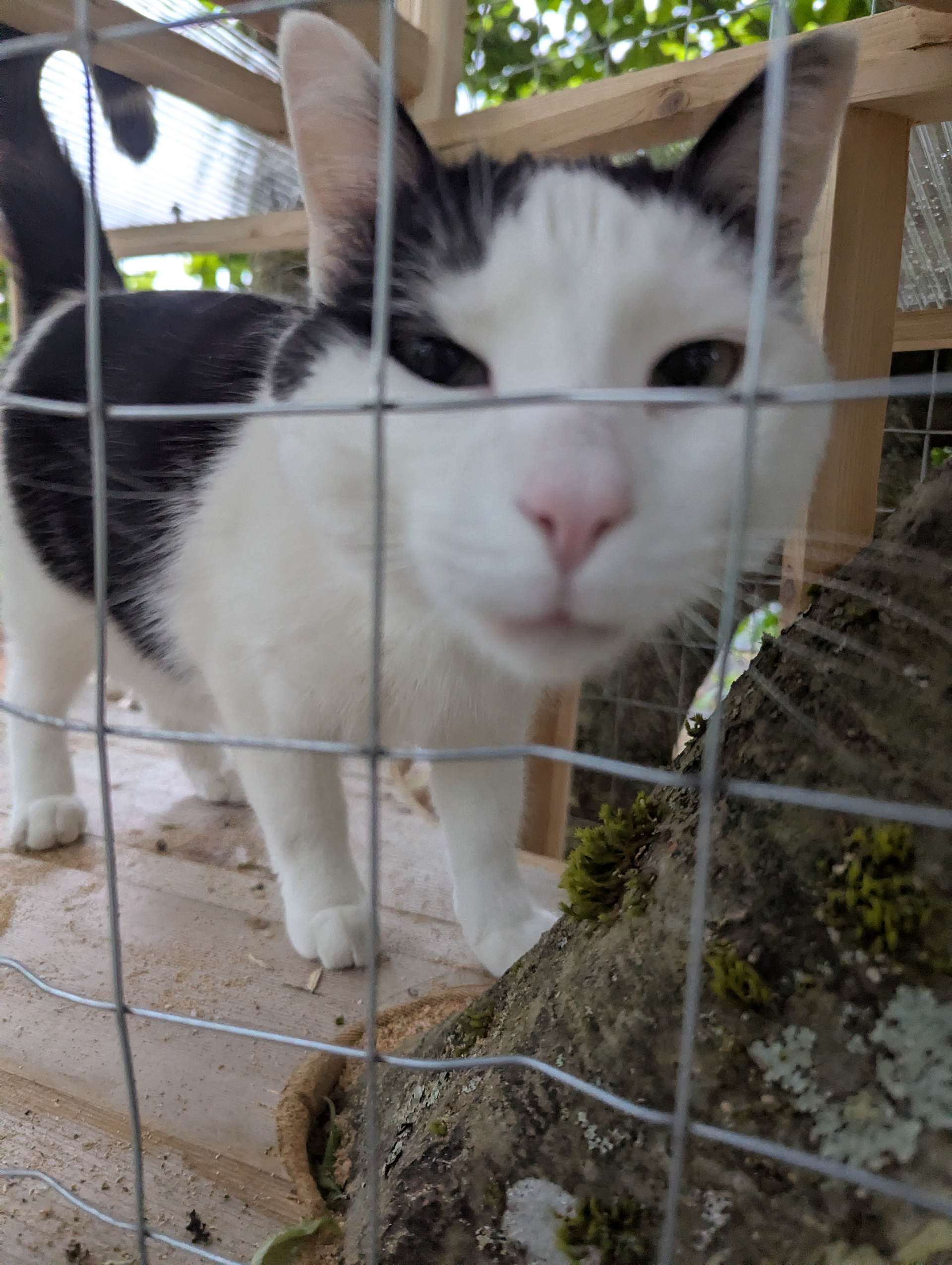 Paco is a real charmer. 