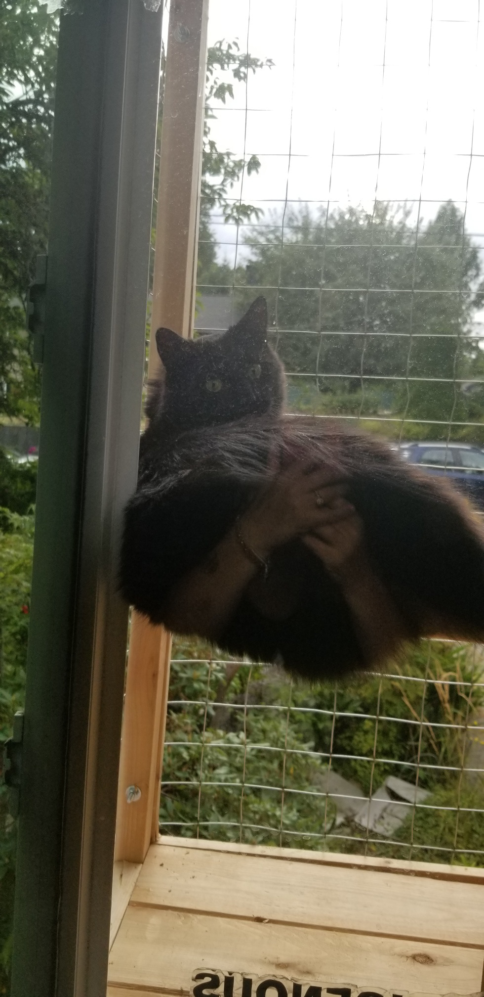 Bonus: fluffy butt squished against window.