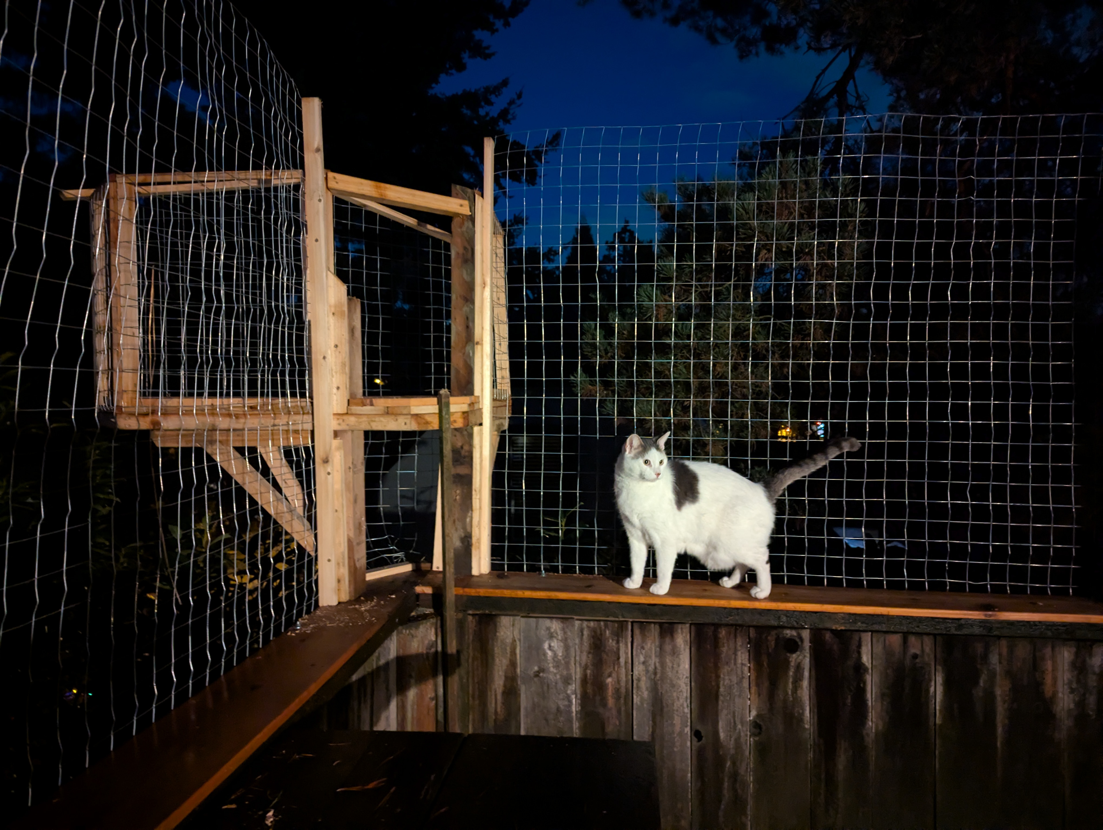 Also good for watching bats. Please don't catch any bats, Charlie.