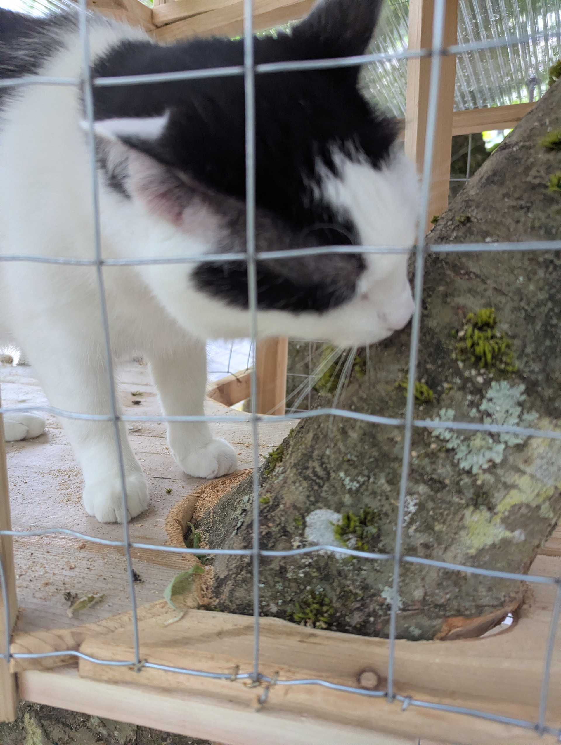 Paco was so happy to give the tree a careful sniff.