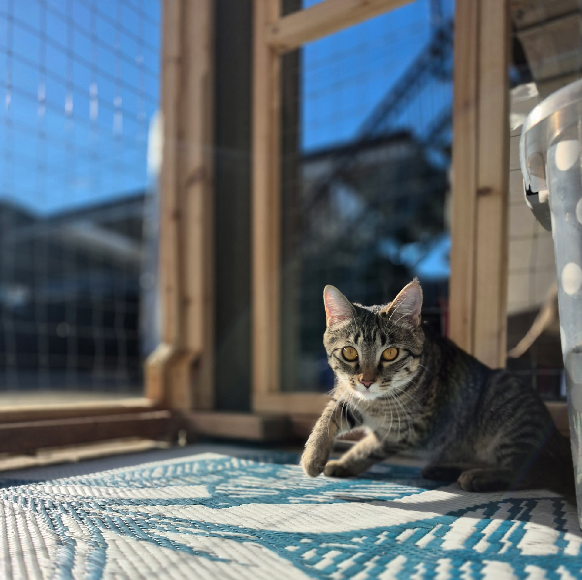 Initally, Pippa was happy...