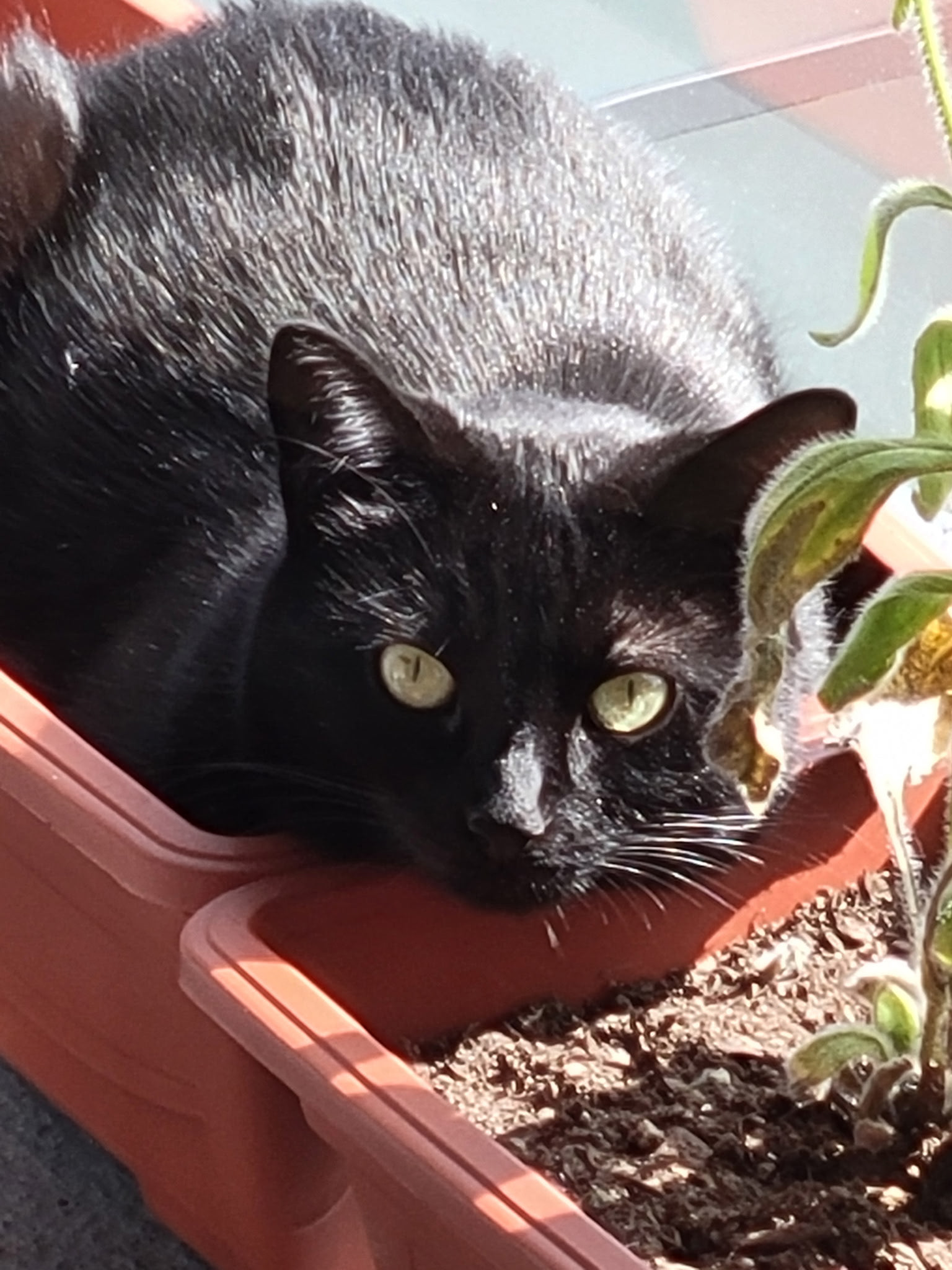 Catio gardens have some interesting produce. 