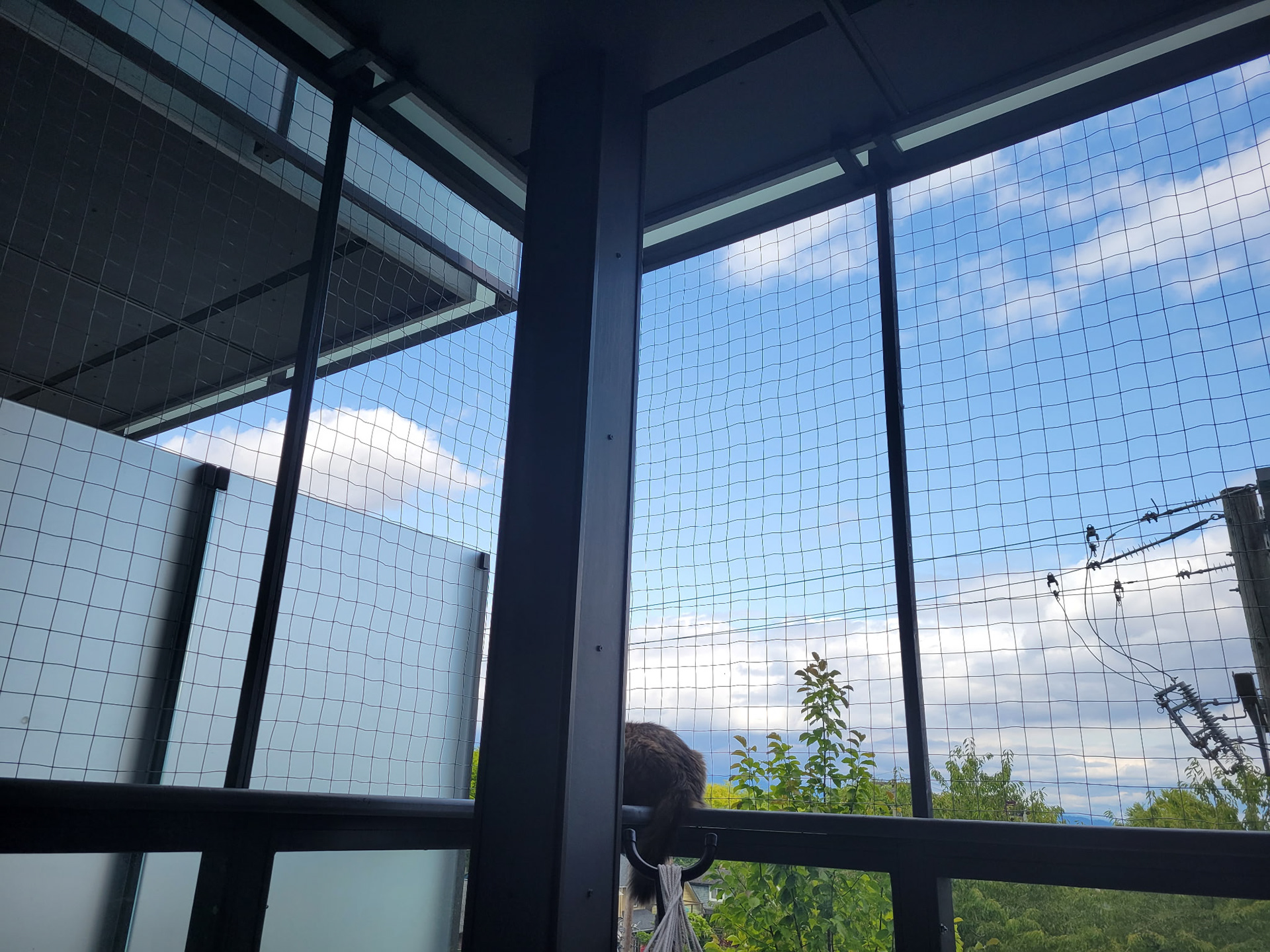 View improved by cat butt.