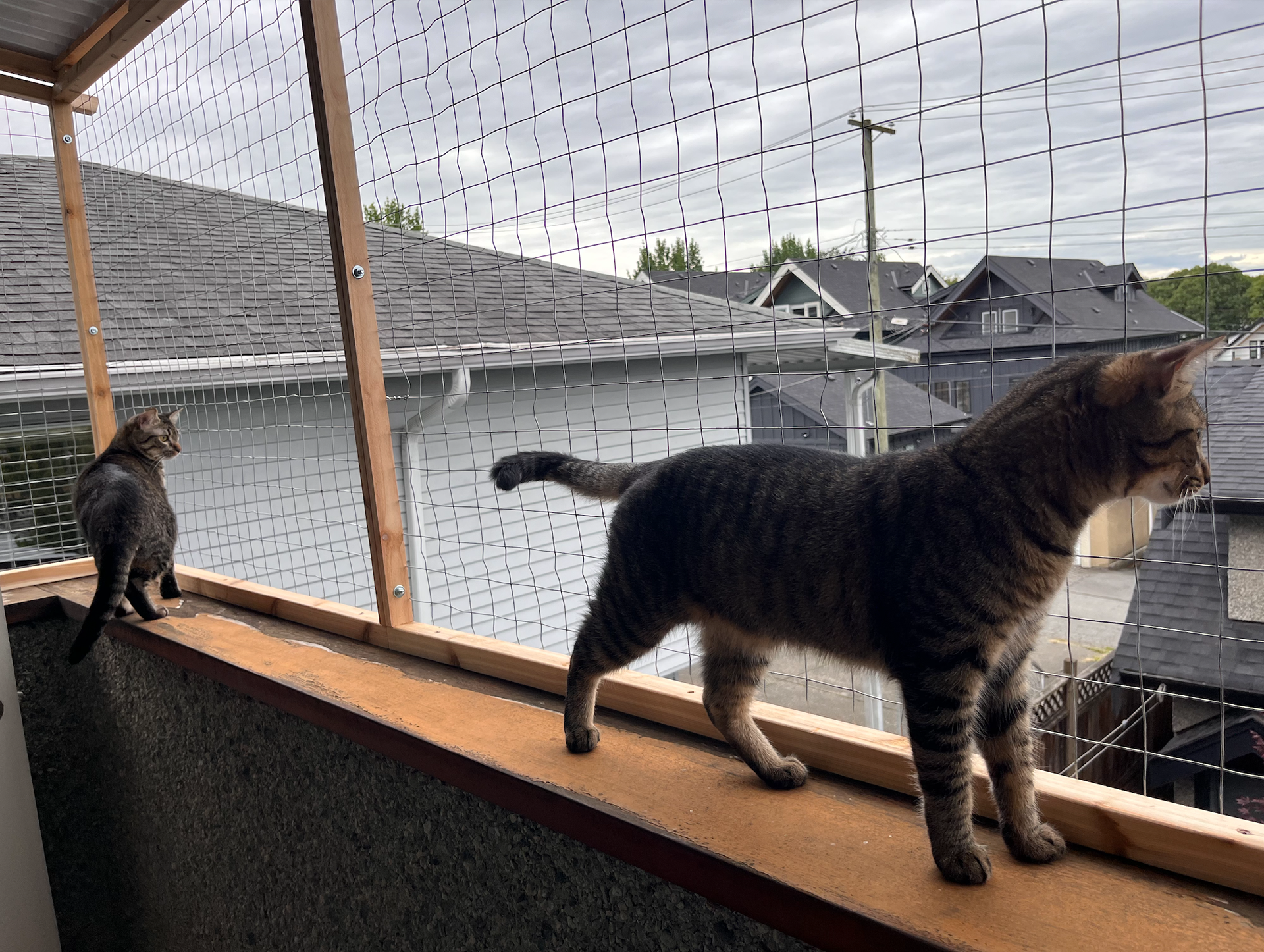 One corner per cat.
