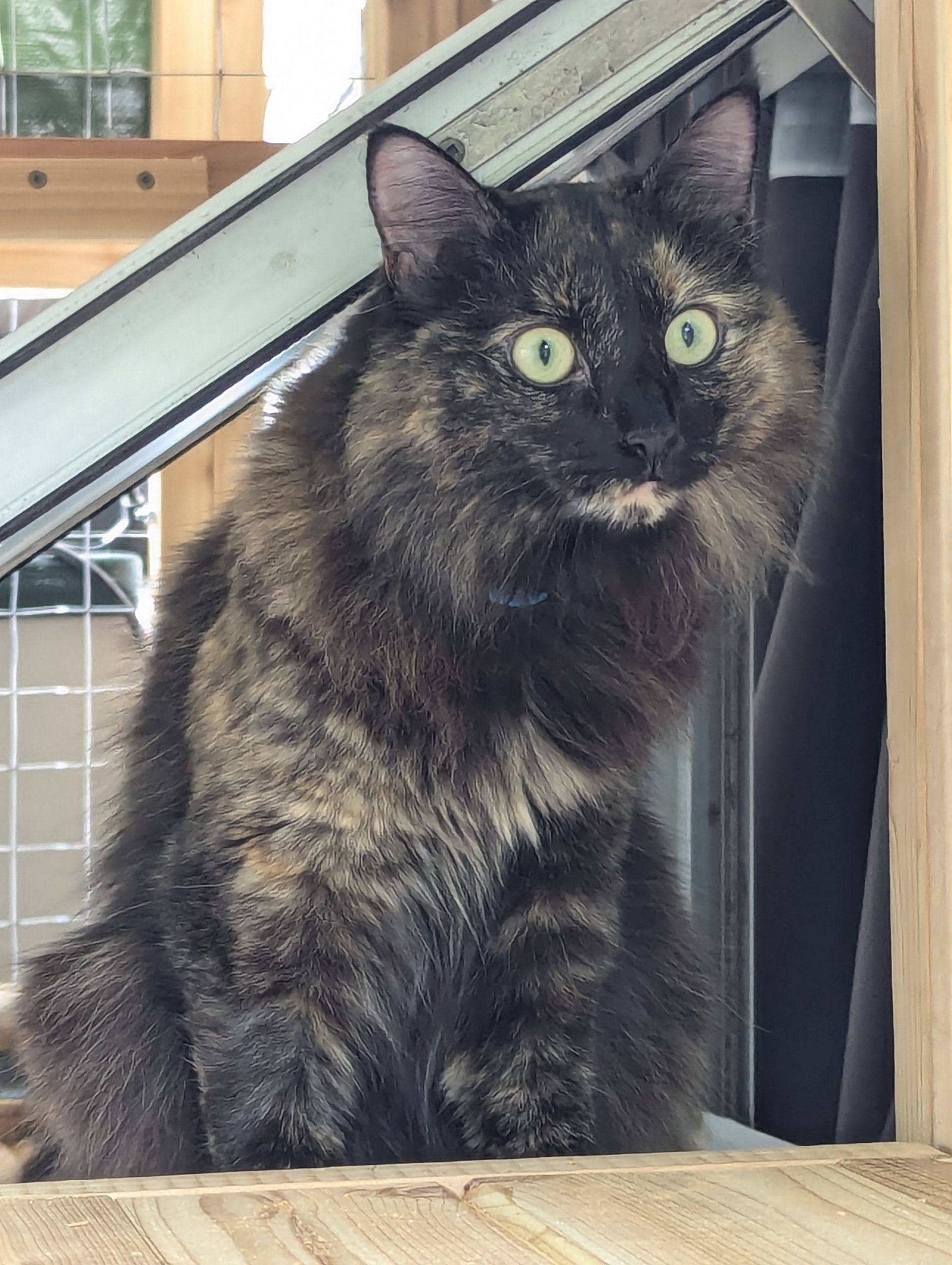 Wide-eyed Mixie can't believe she gets to go out the window!