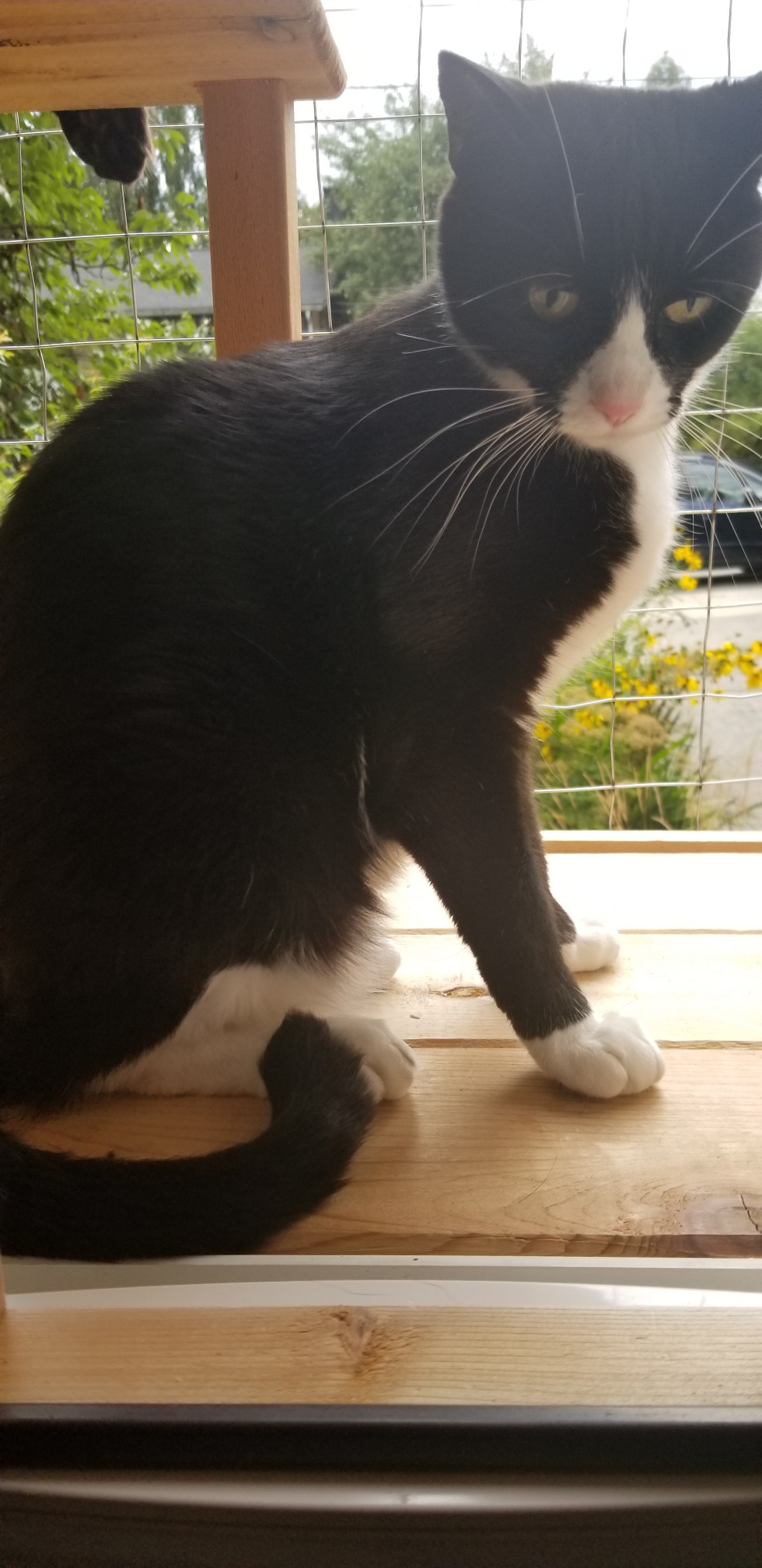Nya does not get along with Freyja the downstairs cat and is pleased to have her own space.