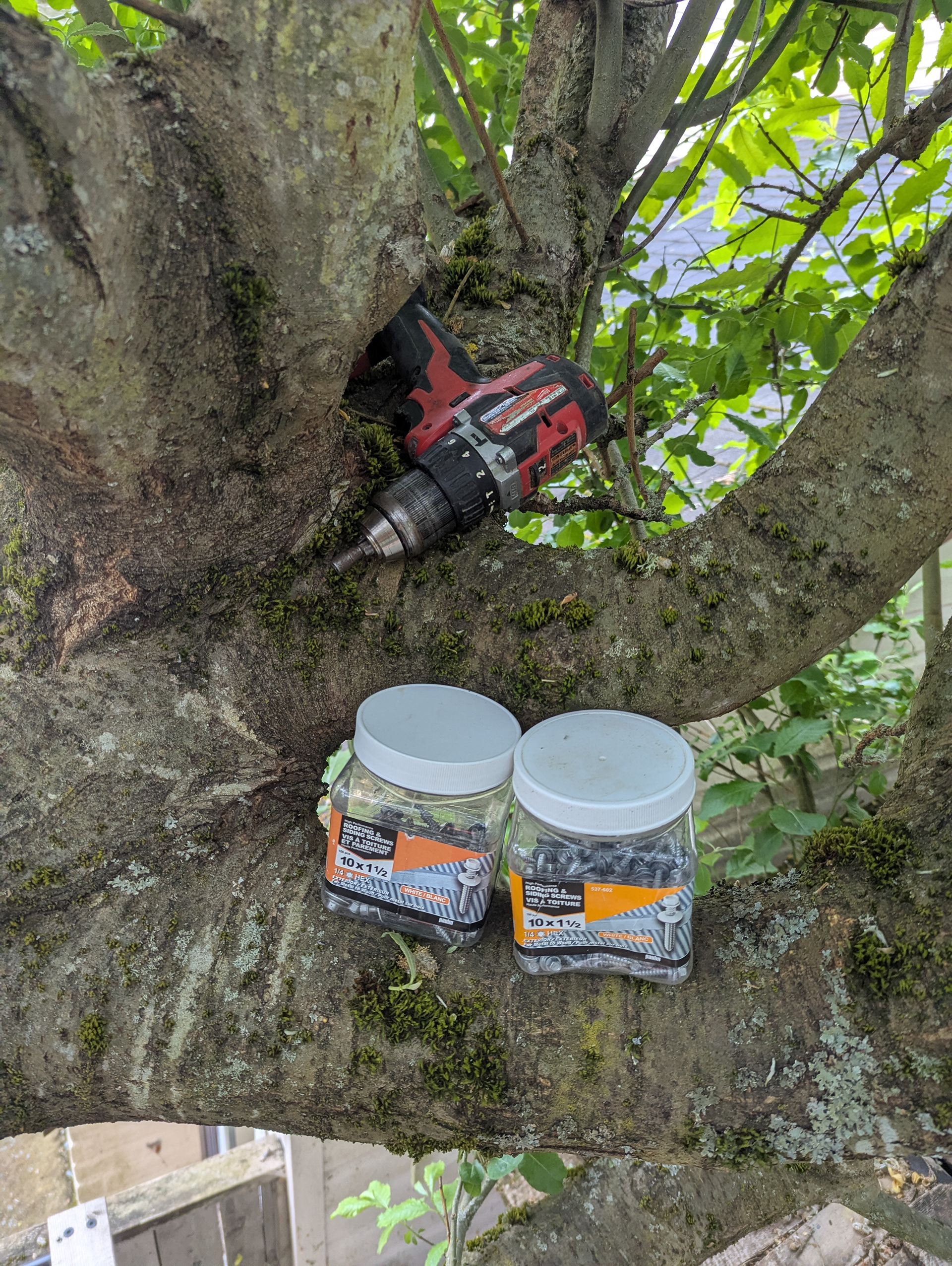 I was straight up working in *in a tree*.