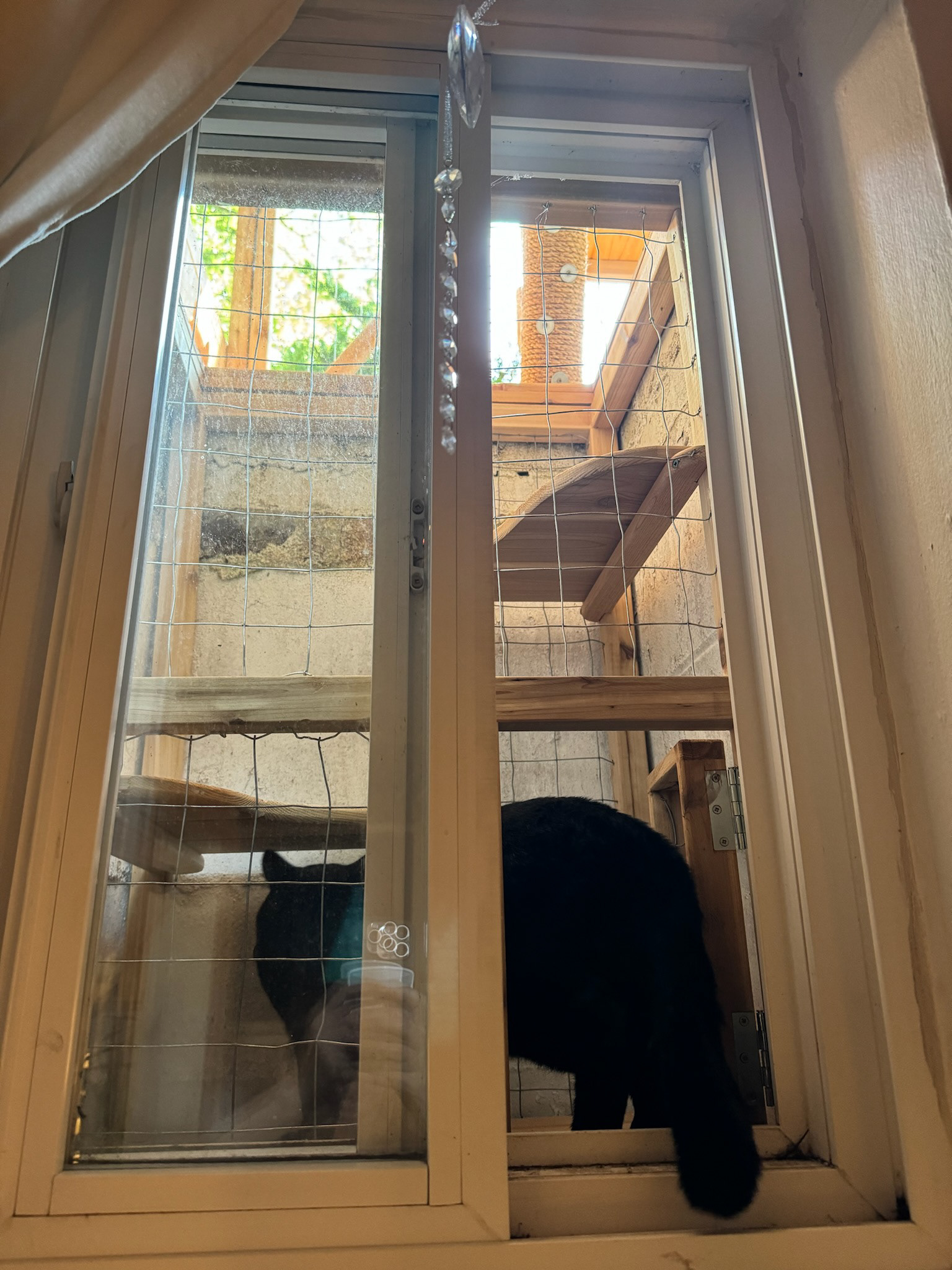 Mufasa figured out the newly-open window pretty quickly.
