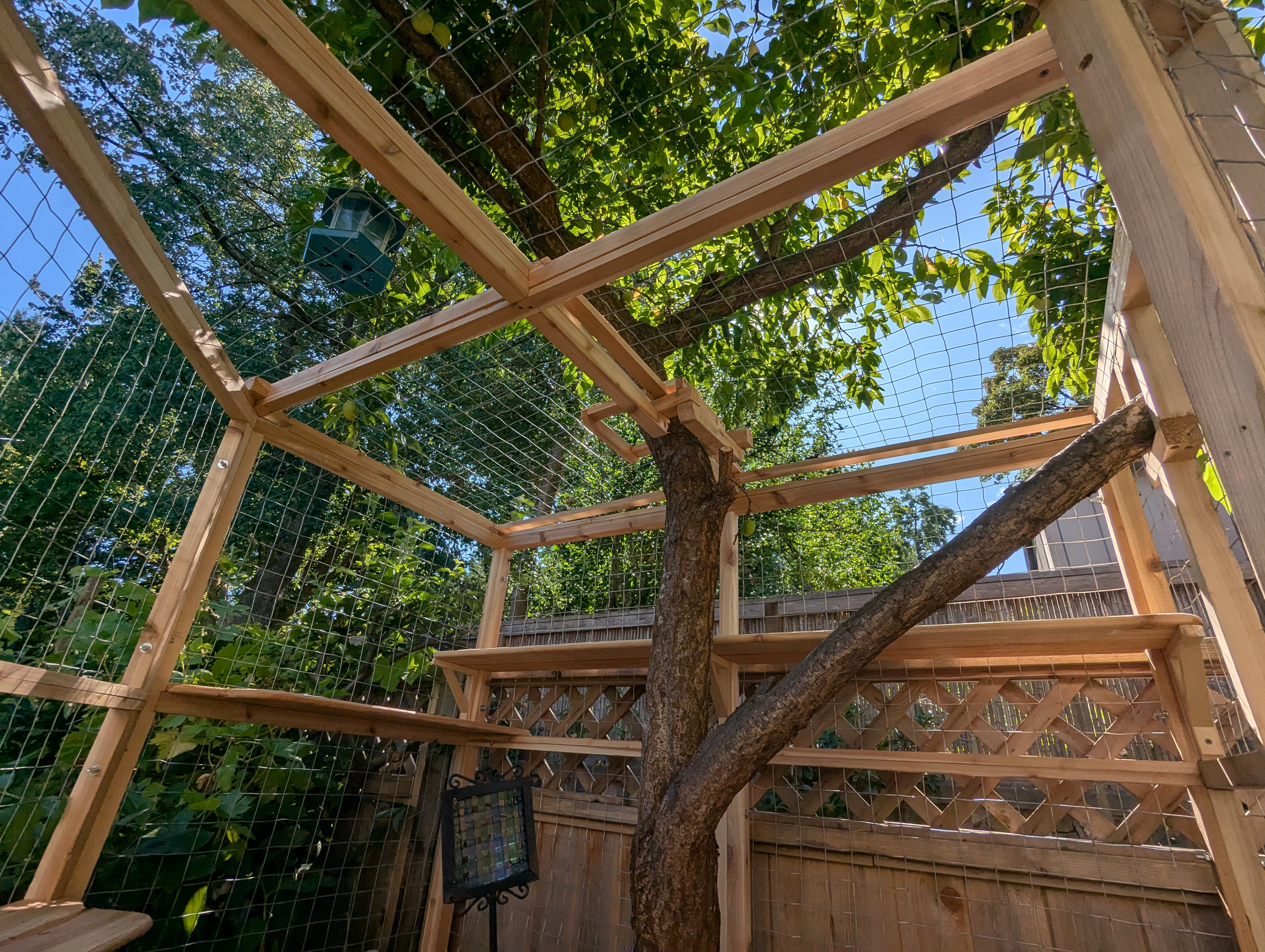 Tree's...eye...view?