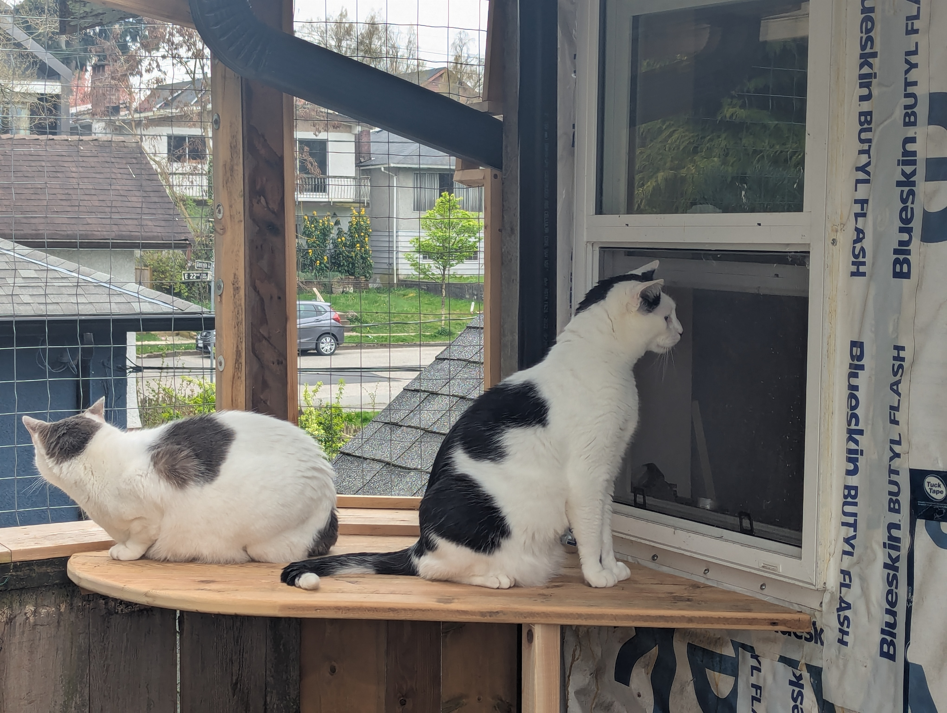I added a nice corner observation platform but Augie wanted to observe other things. 
