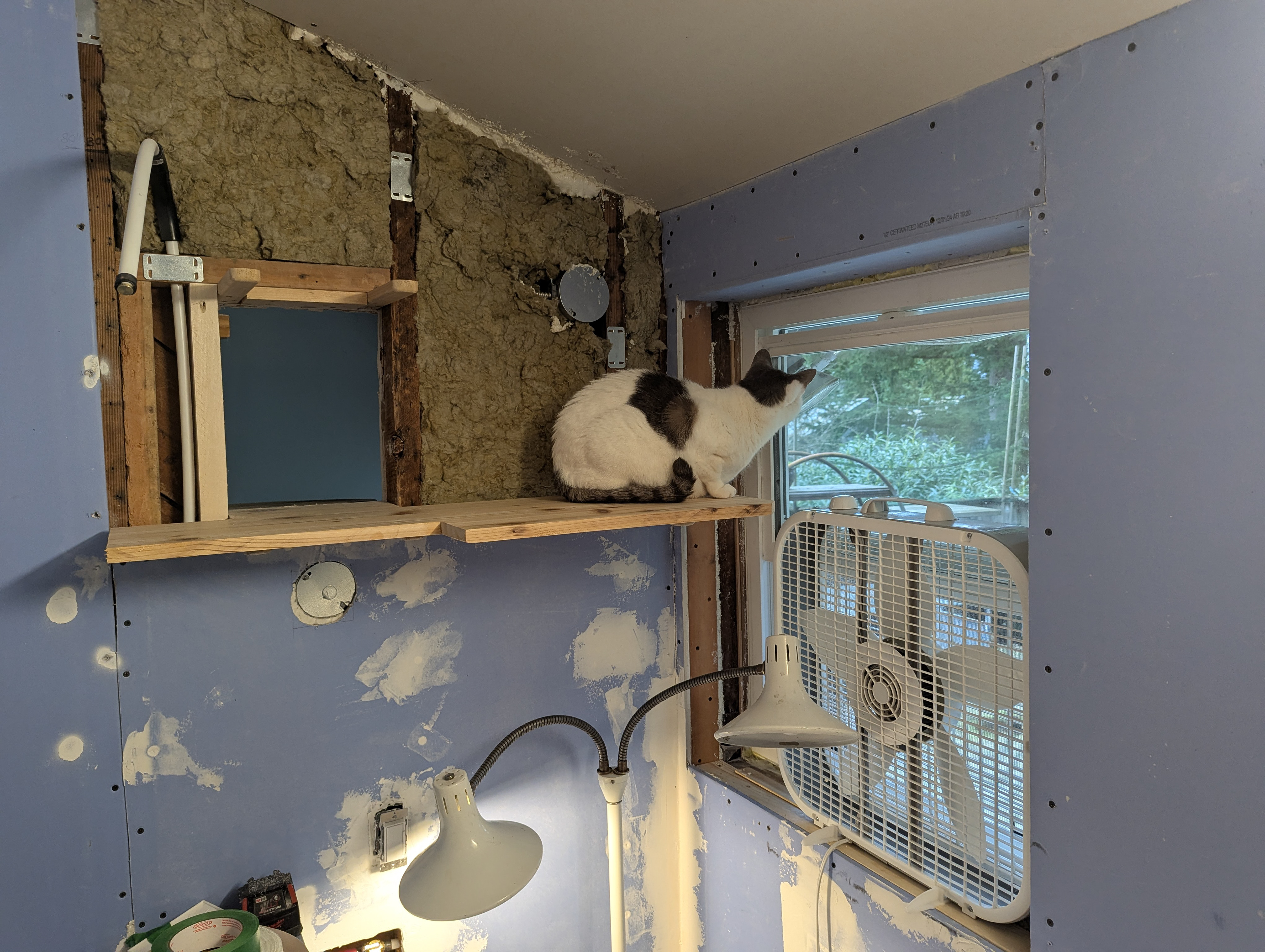 "Oo, a new window to chatter at birds from!"
