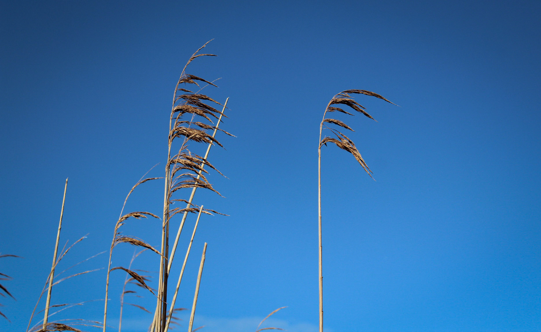 Newport Wetlands