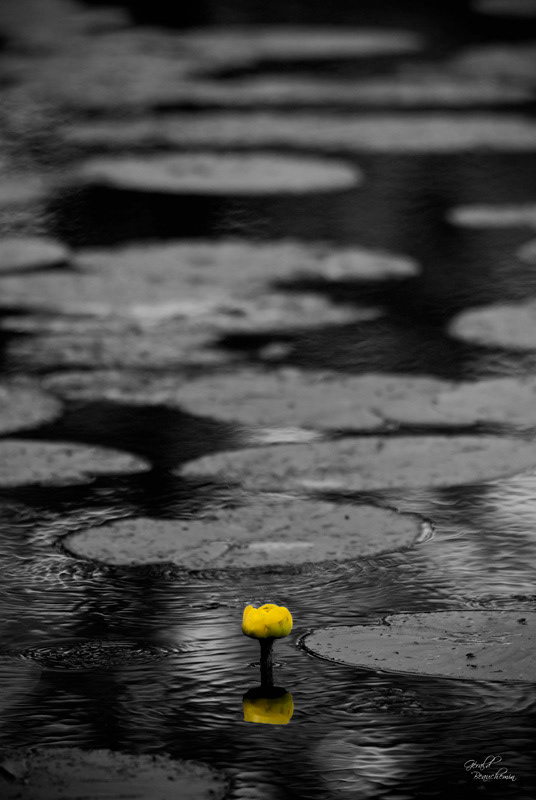 Fleurs