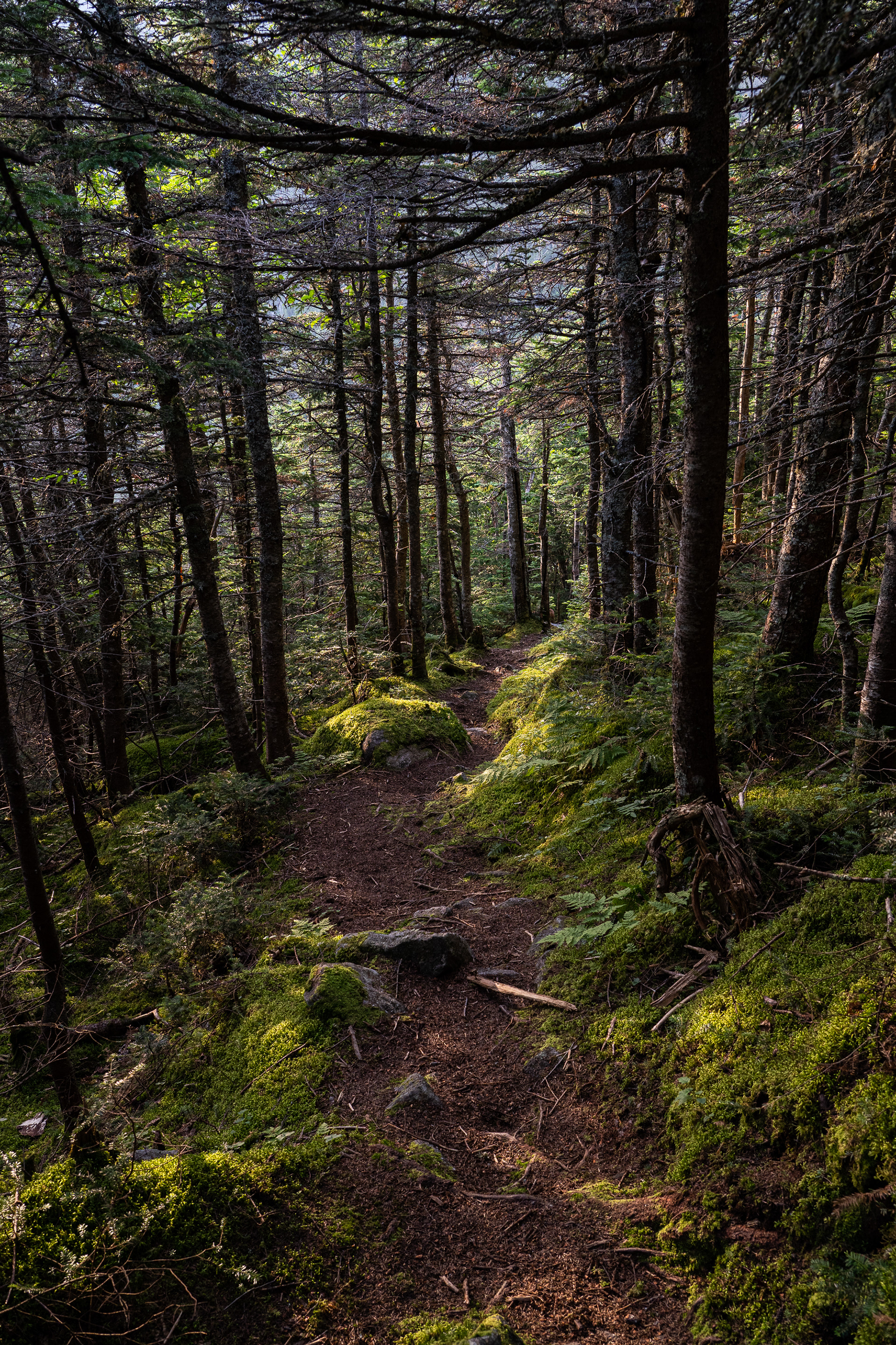 Upper Bruin trail