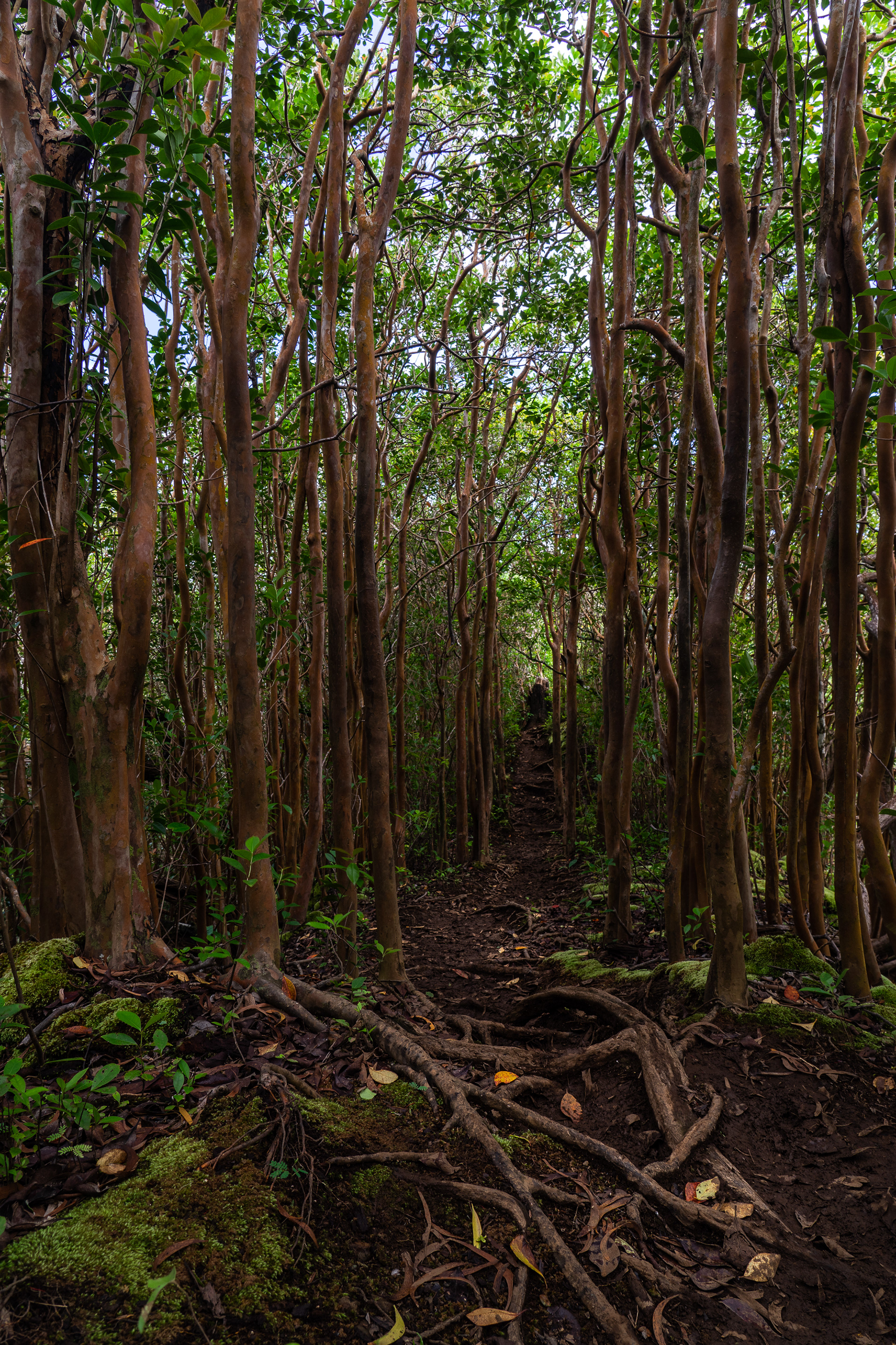 Moanalua Ridge Trail
