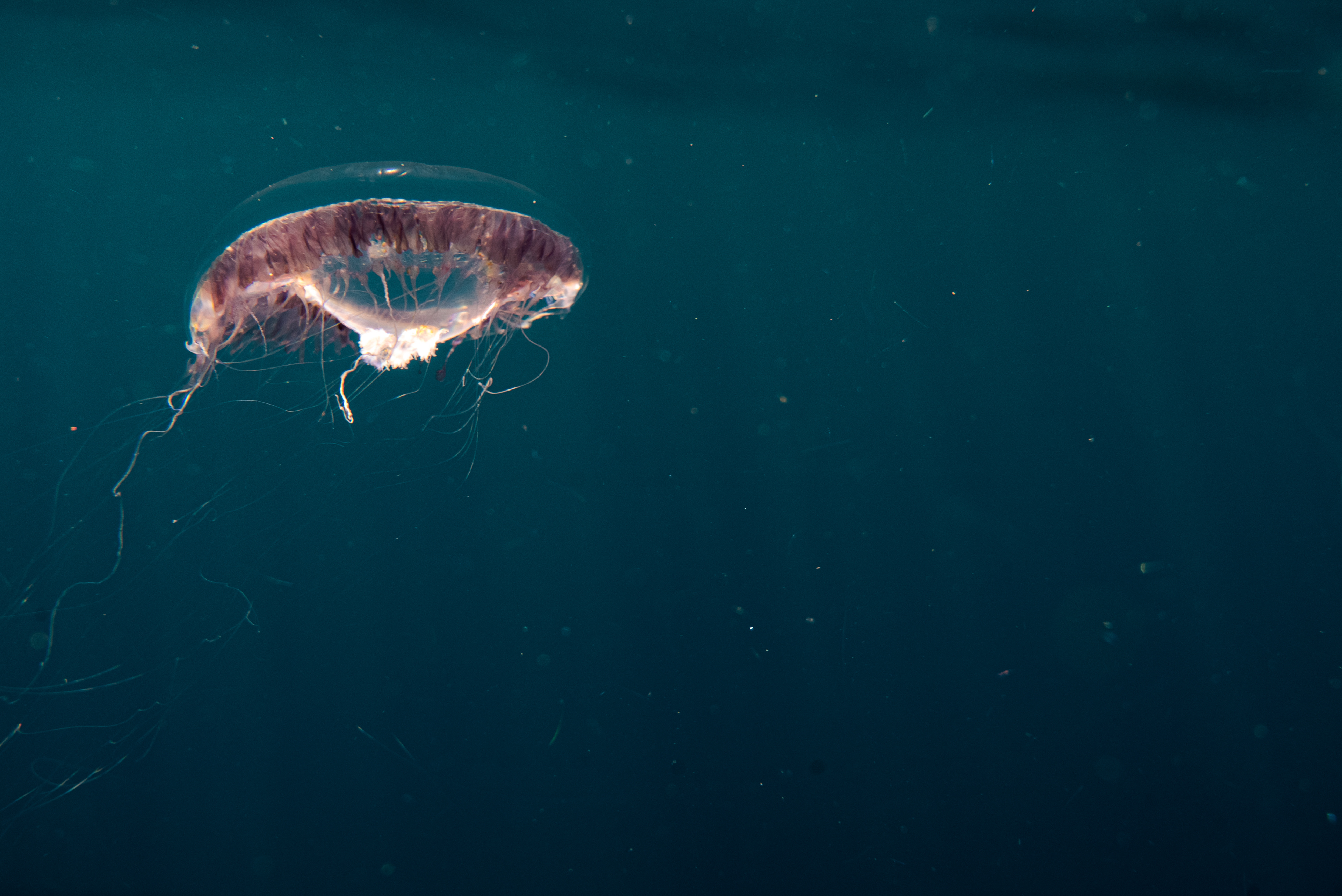 Jellyfish Koh Tao