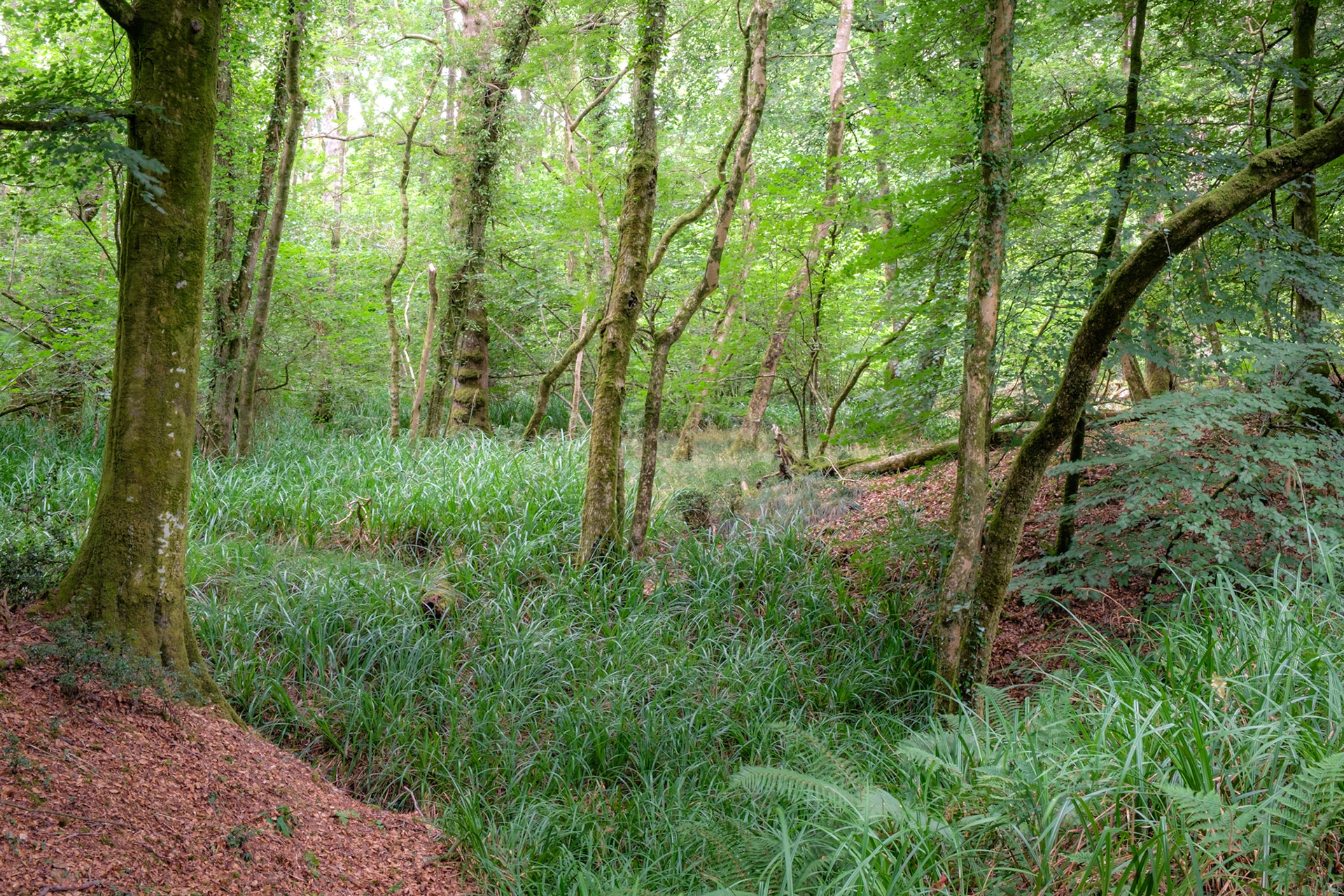 Clearing. Hooke Wood.