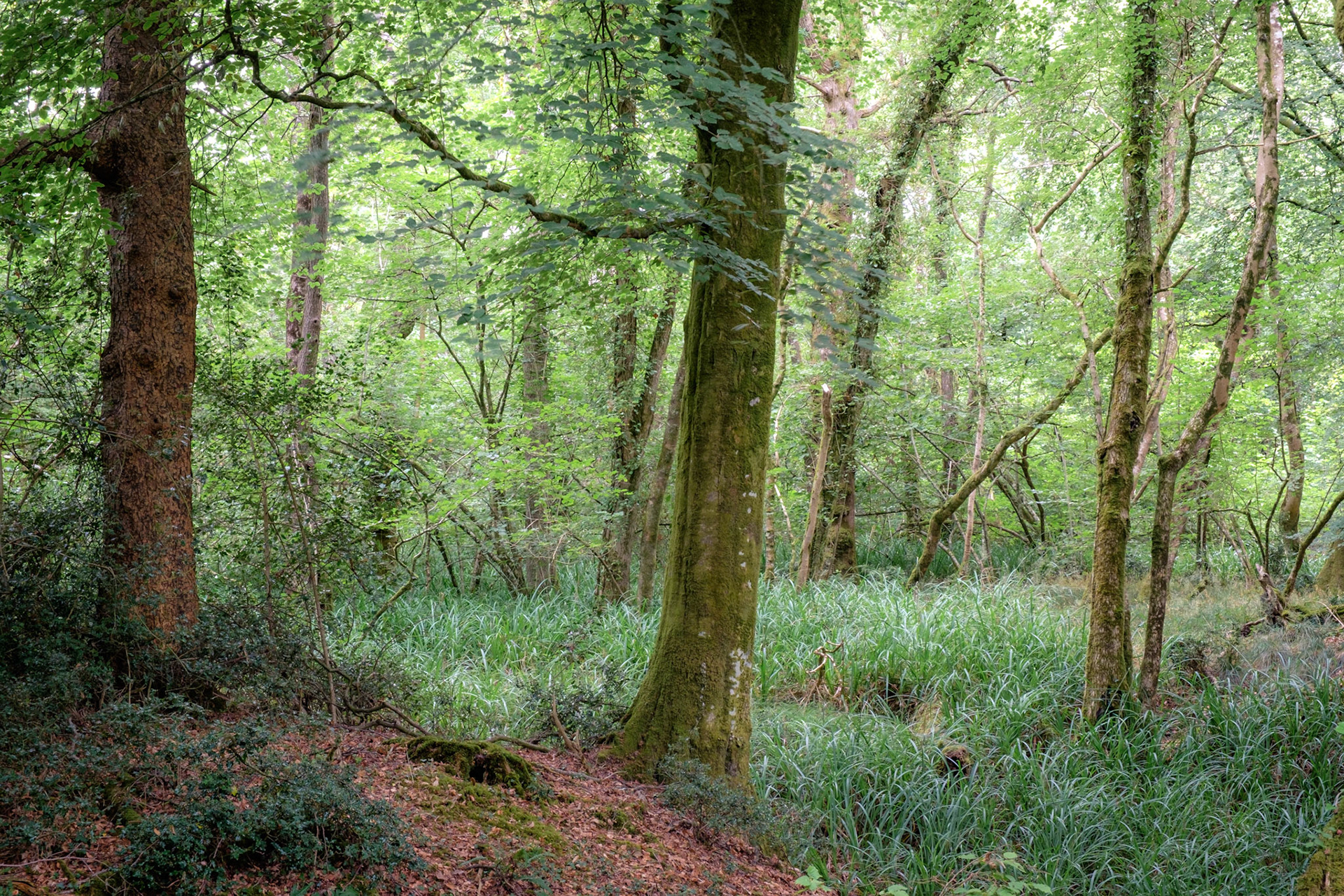 Clearing. Hooke Park.